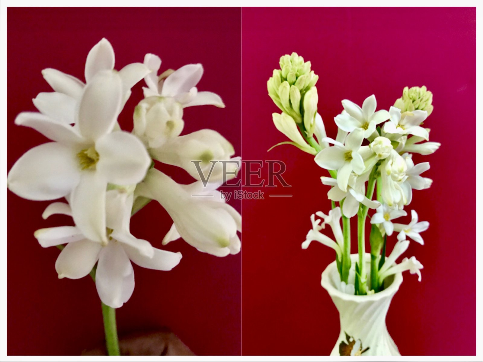 晚香玉鲜花花束照片摄影图片