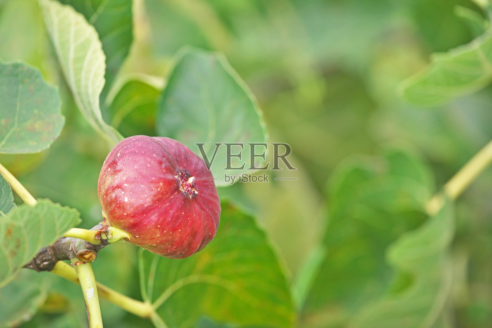 无花果照片摄影图片