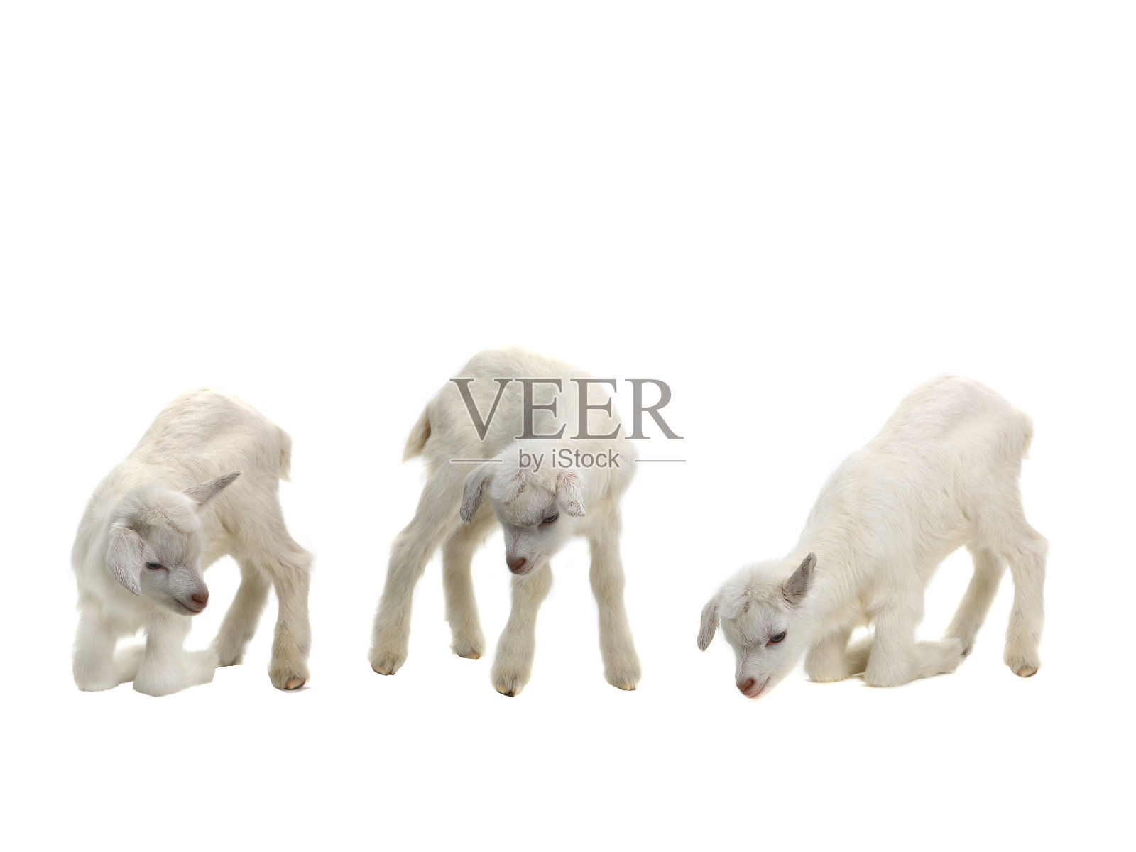 三只小山羊孤立在一只白羊上照片摄影图片