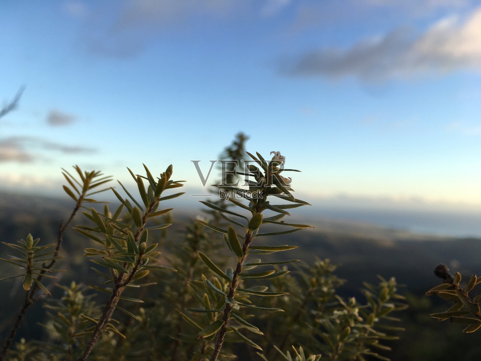 夏威夷考艾岛上，日落和满月时凯卡哈附近的威美亚峡谷——地平线上的尼豪岛。照片摄影图片