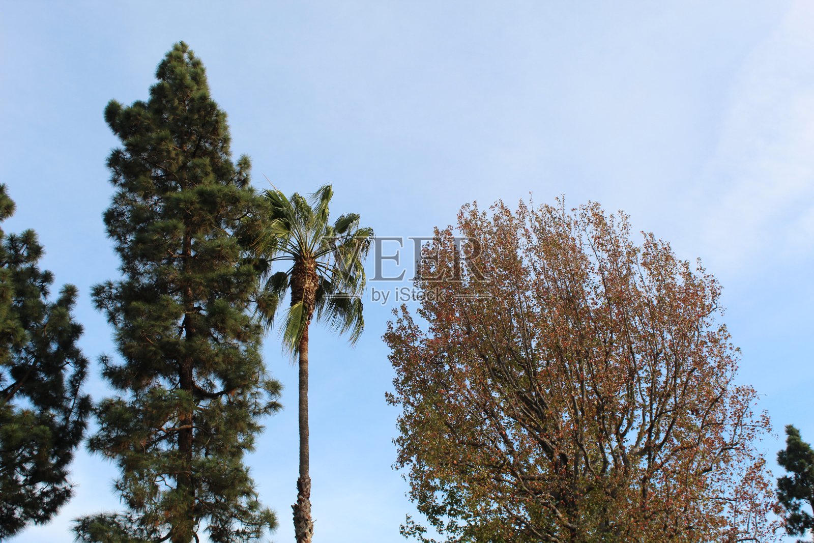 引进生物群系-鲍德温山- 112218 c照片摄影图片