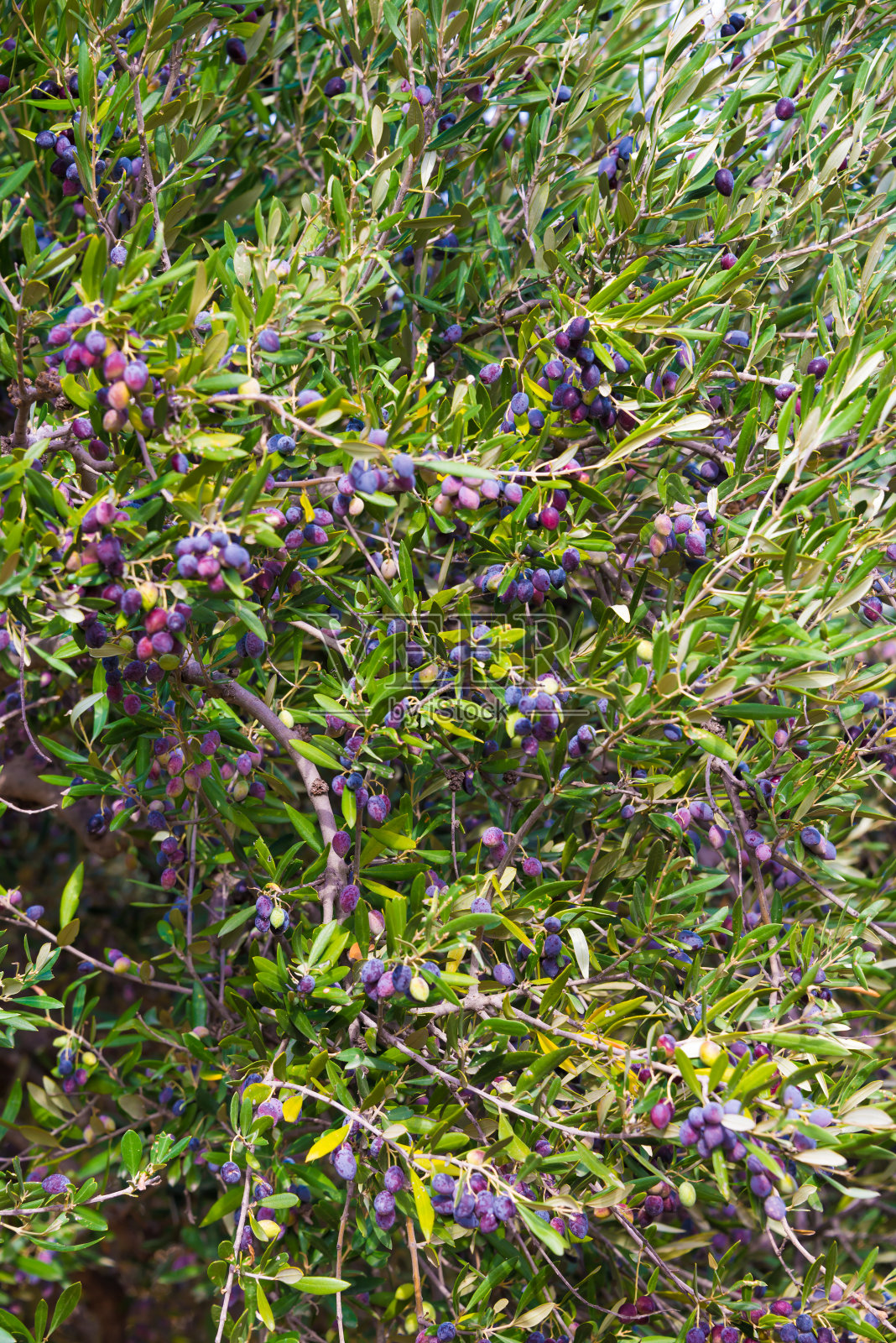 橄榄树照片摄影图片