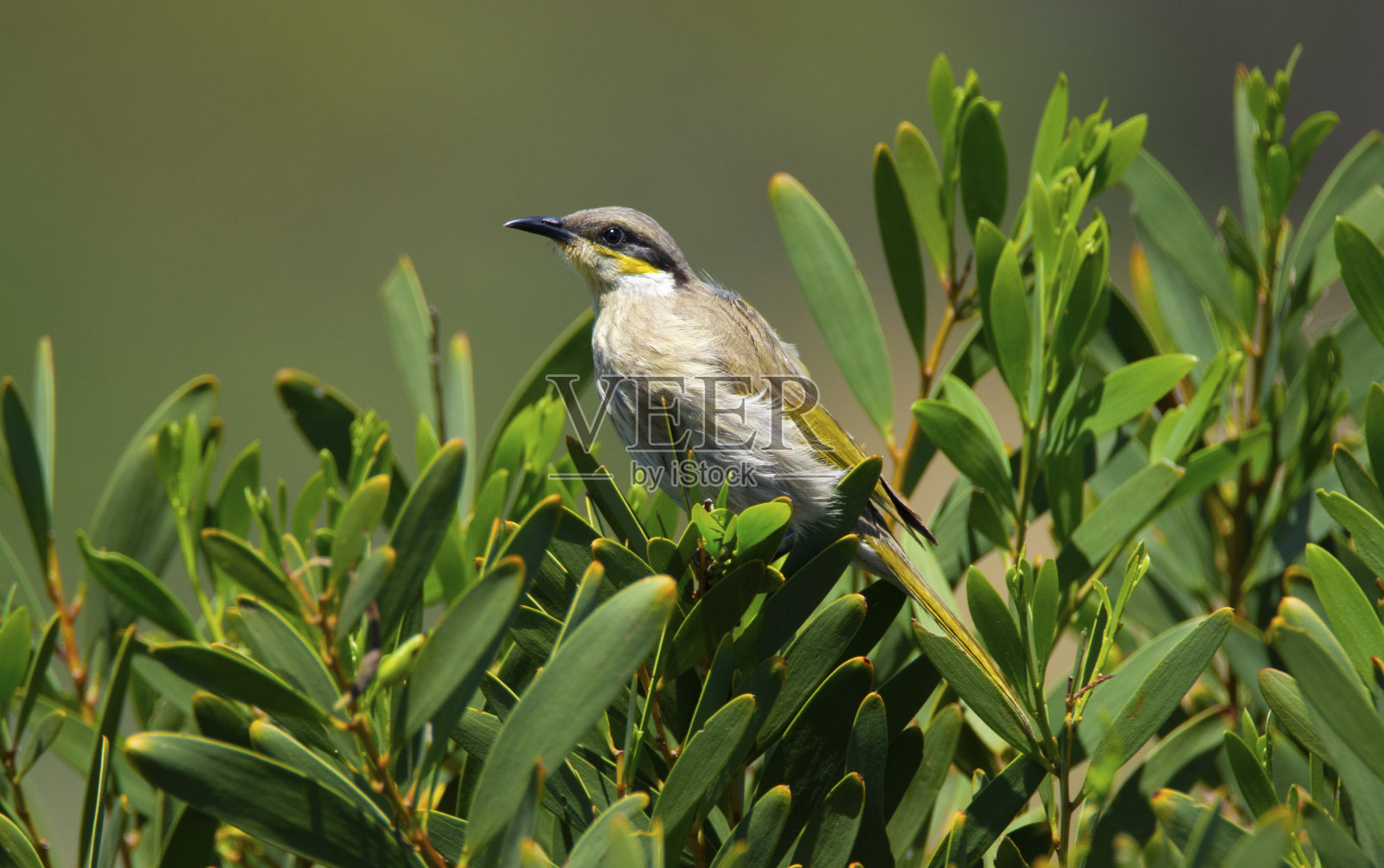 小桉树野生动物照片摄影图片