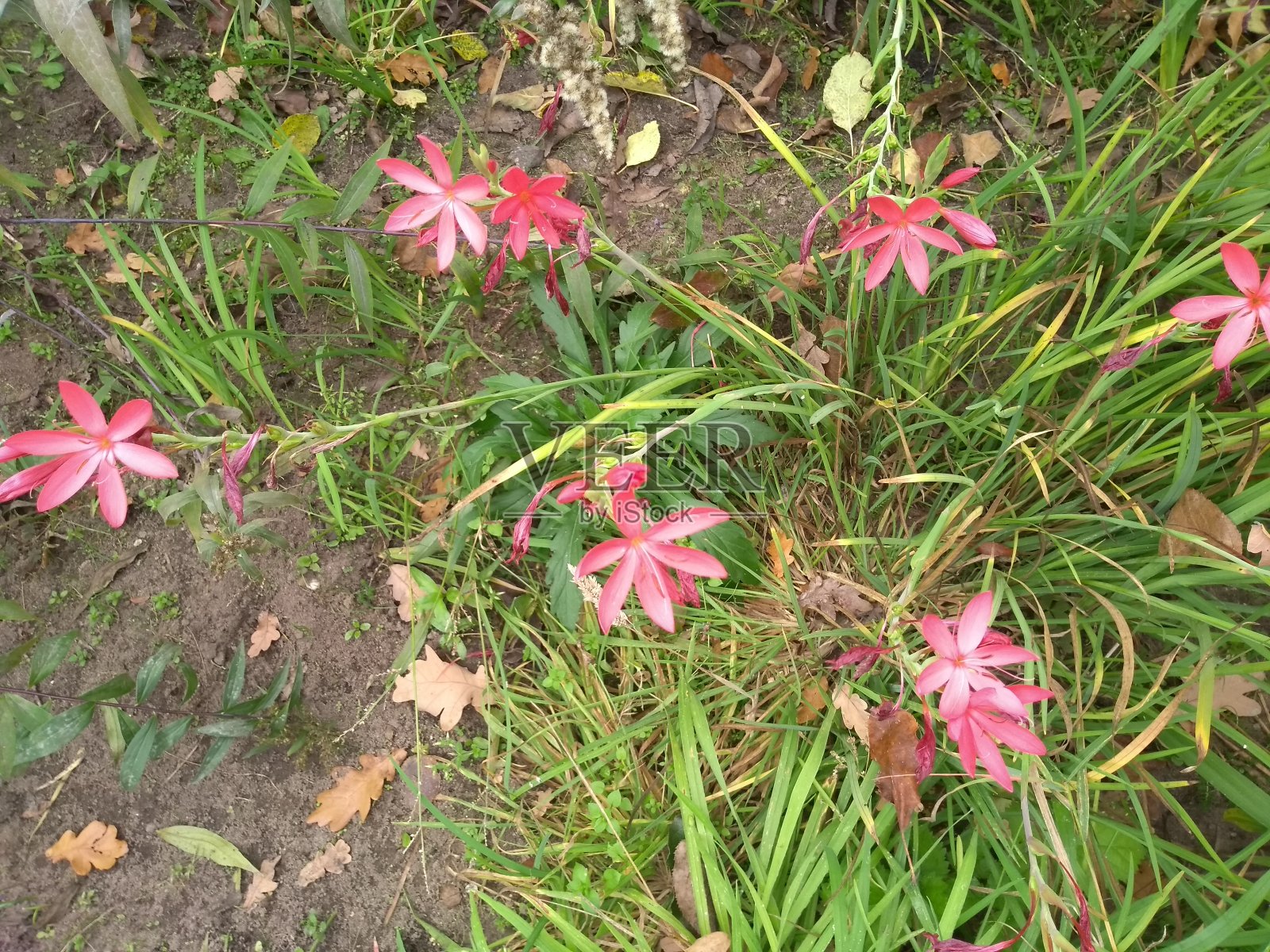 近距离观赏粉红色的花朵和灌木的园林布置照片摄影图片