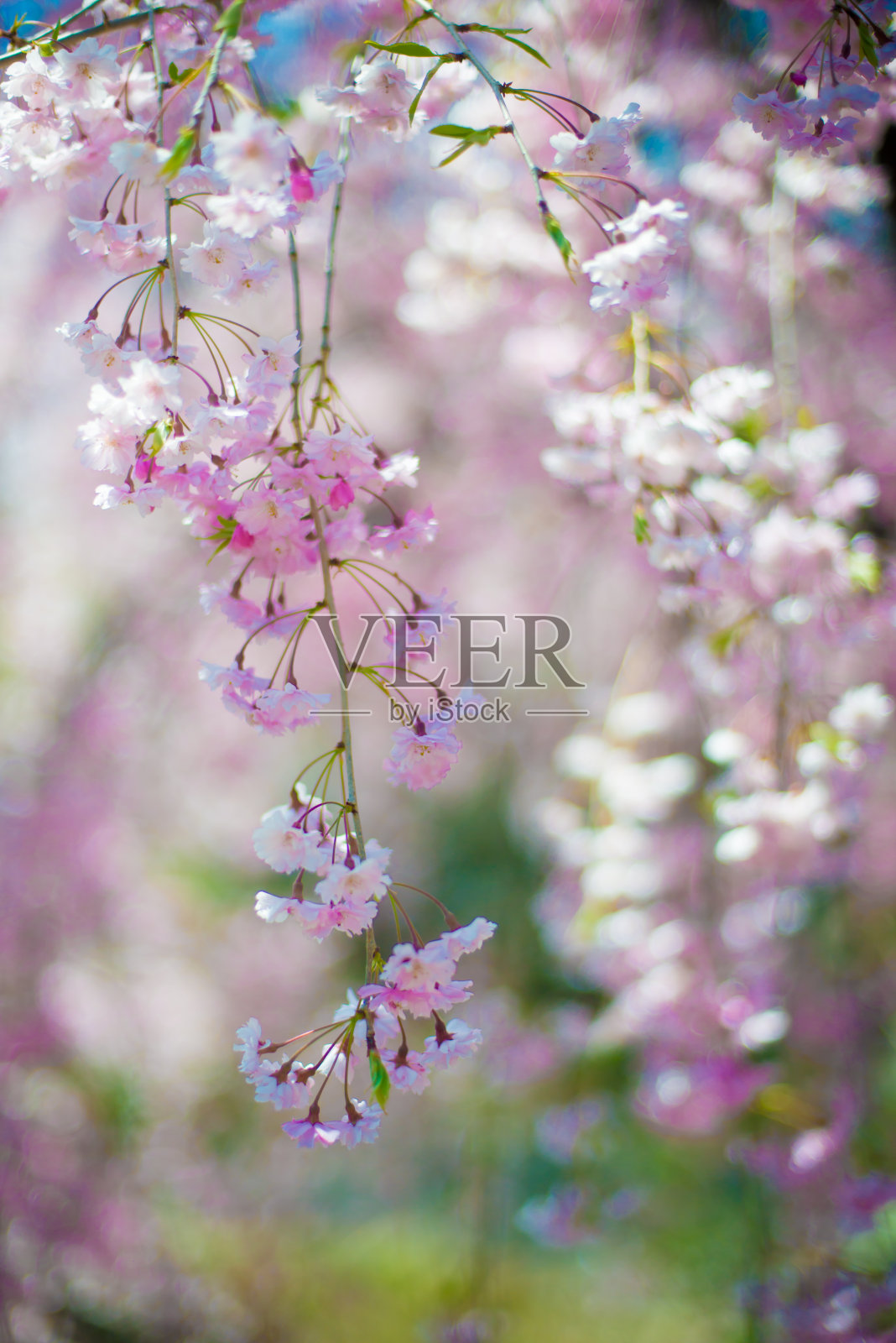 日本阪野-大町的樱花盛开照片摄影图片