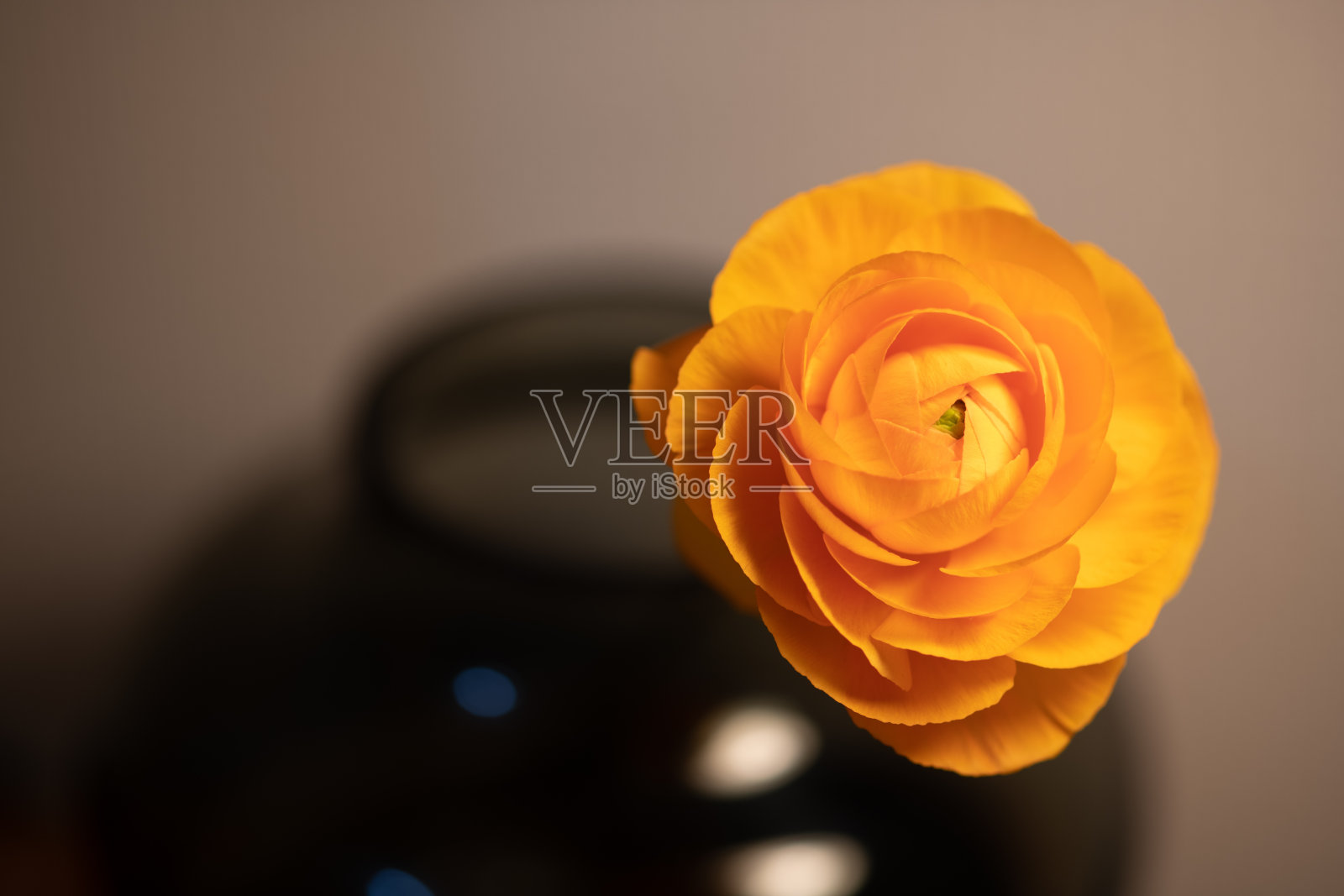 橙色毛茛属植物照片摄影图片