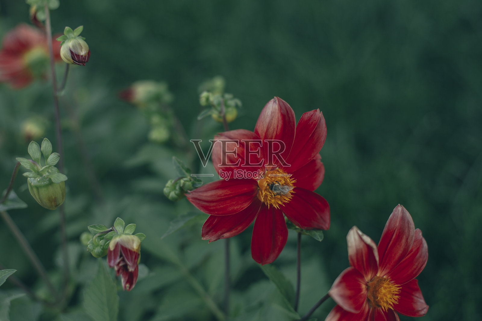 红色的大丽花照片摄影图片