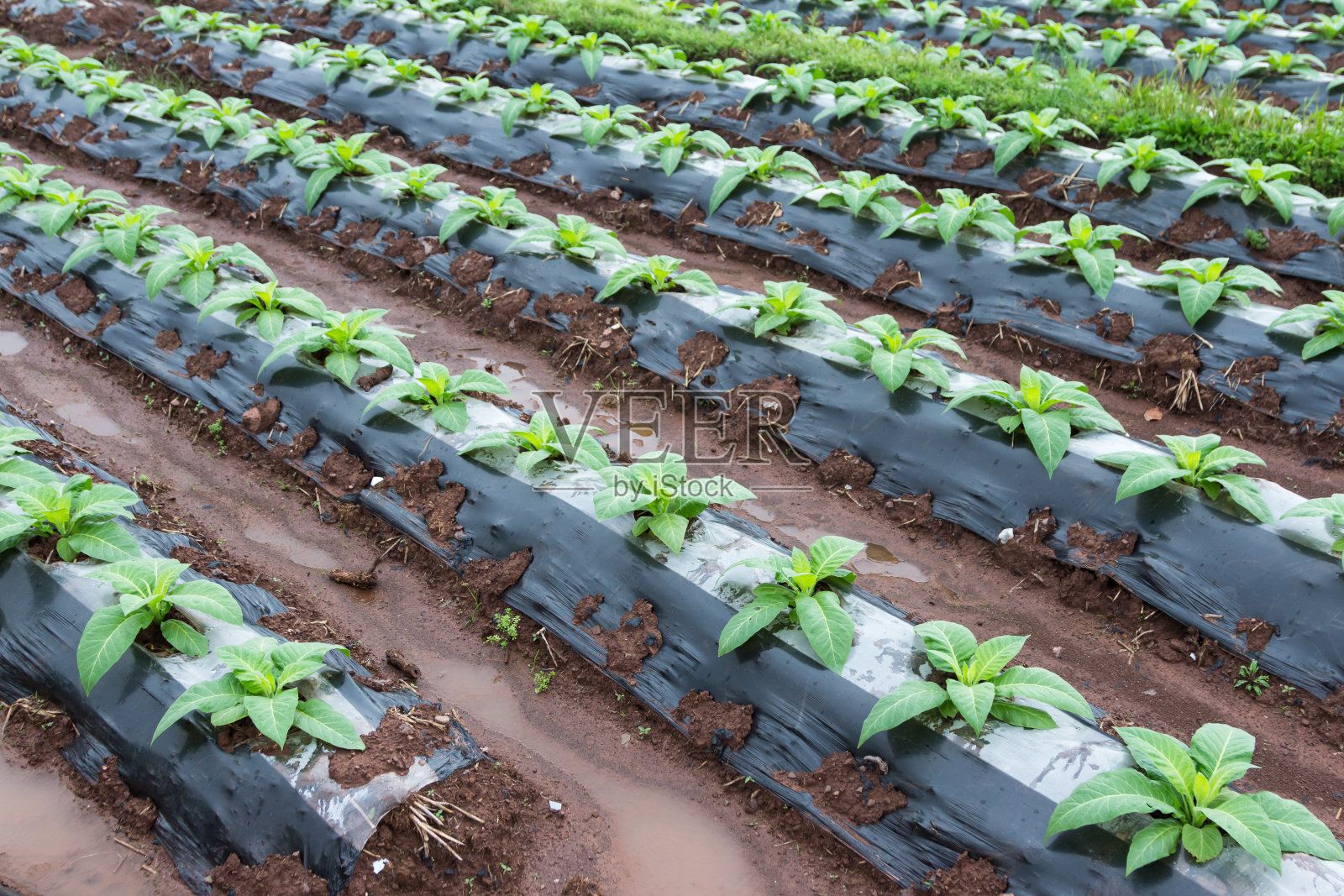 田间种植的烟草植物照片摄影图片