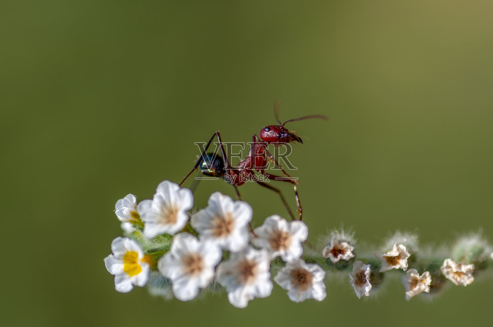 红色蚂蚁强有力的颚特写照片摄影图片