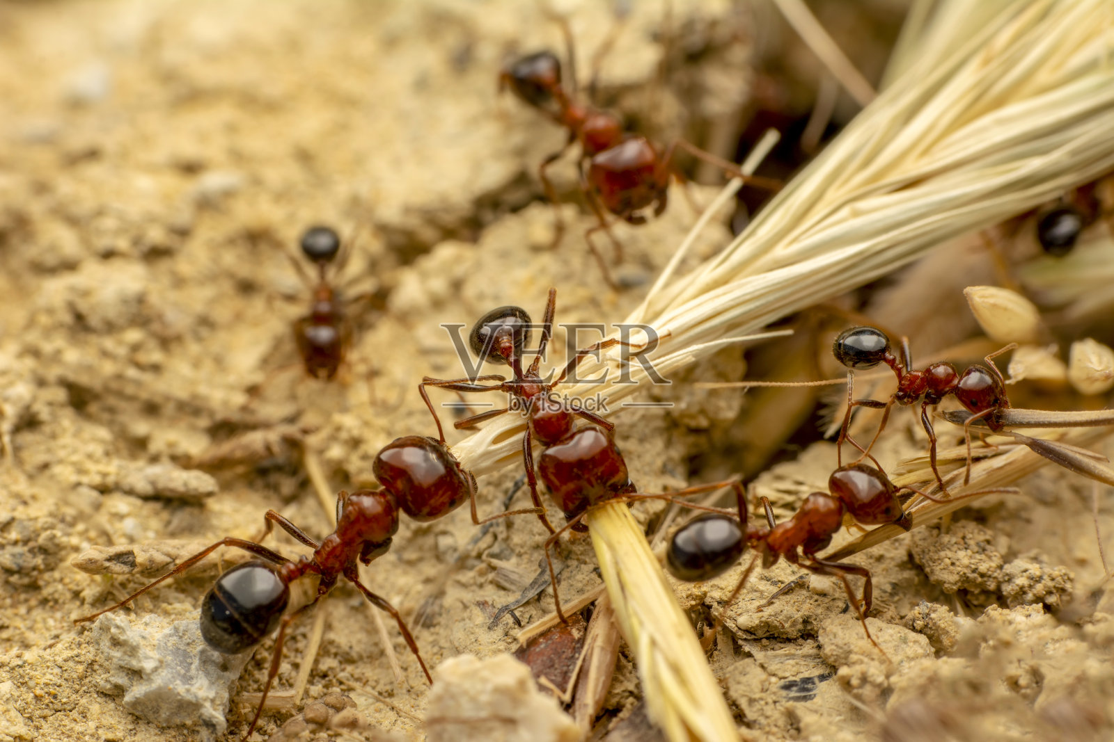 红色蚂蚁强有力的颚特写照片摄影图片
