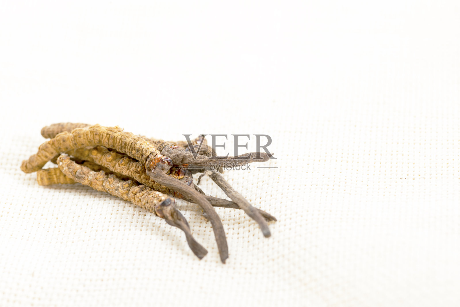冬虫夏草，蘑菇寄生虫。藏药和中药，虫草照片摄影图片