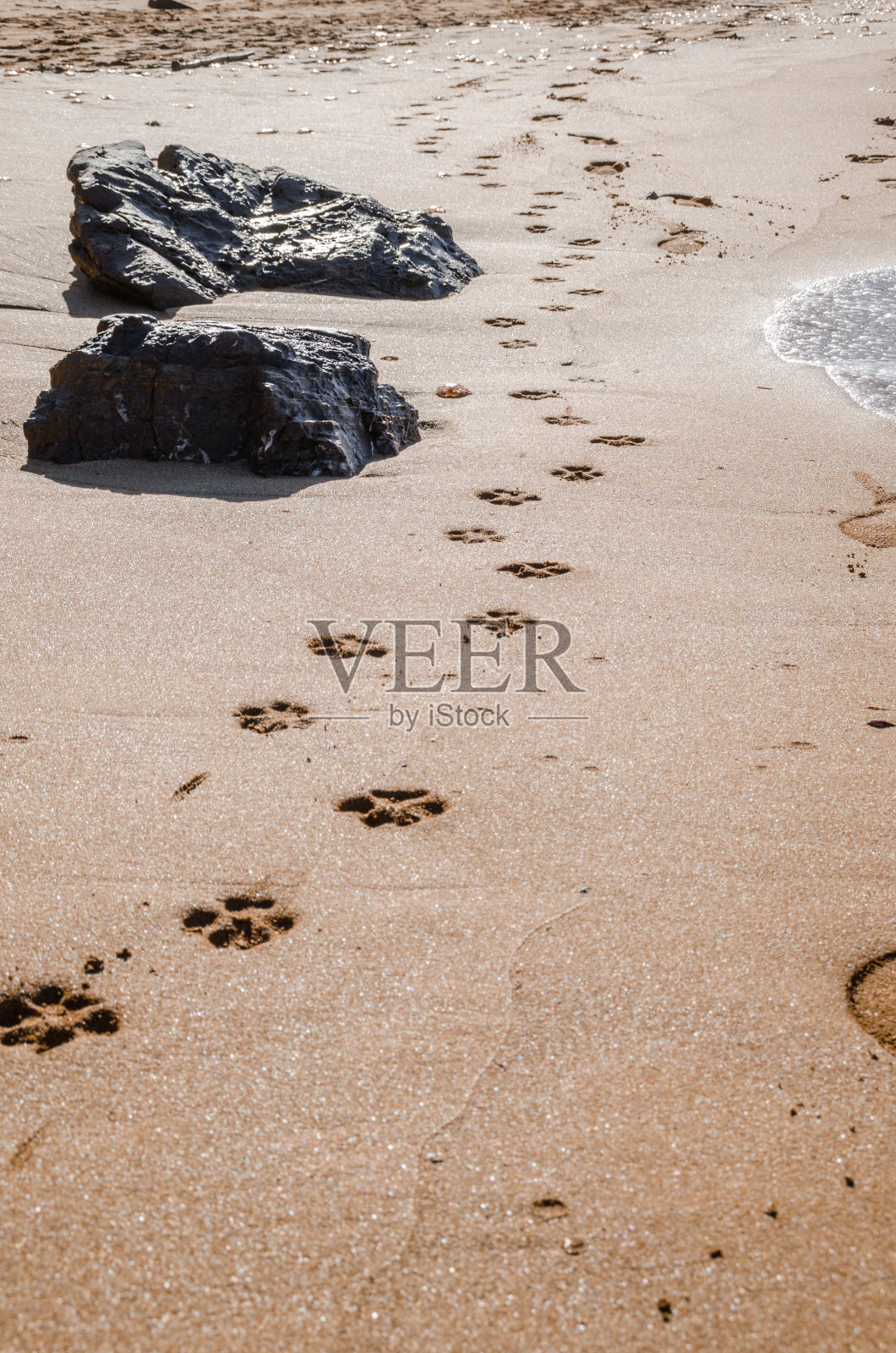 在充满水母的冬天，一些狗的足迹在沙滩上的风景照片。照片摄影图片