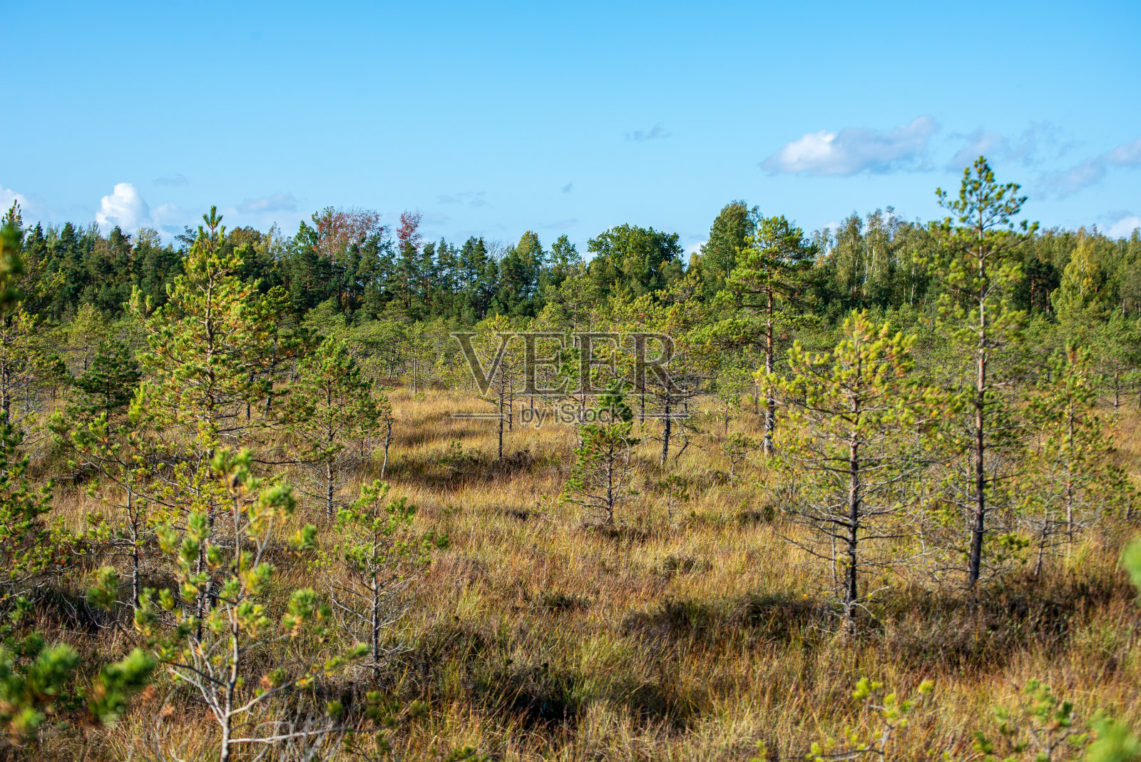 秋天，沼泽地区孤独的光秃秃的树木照片摄影图片