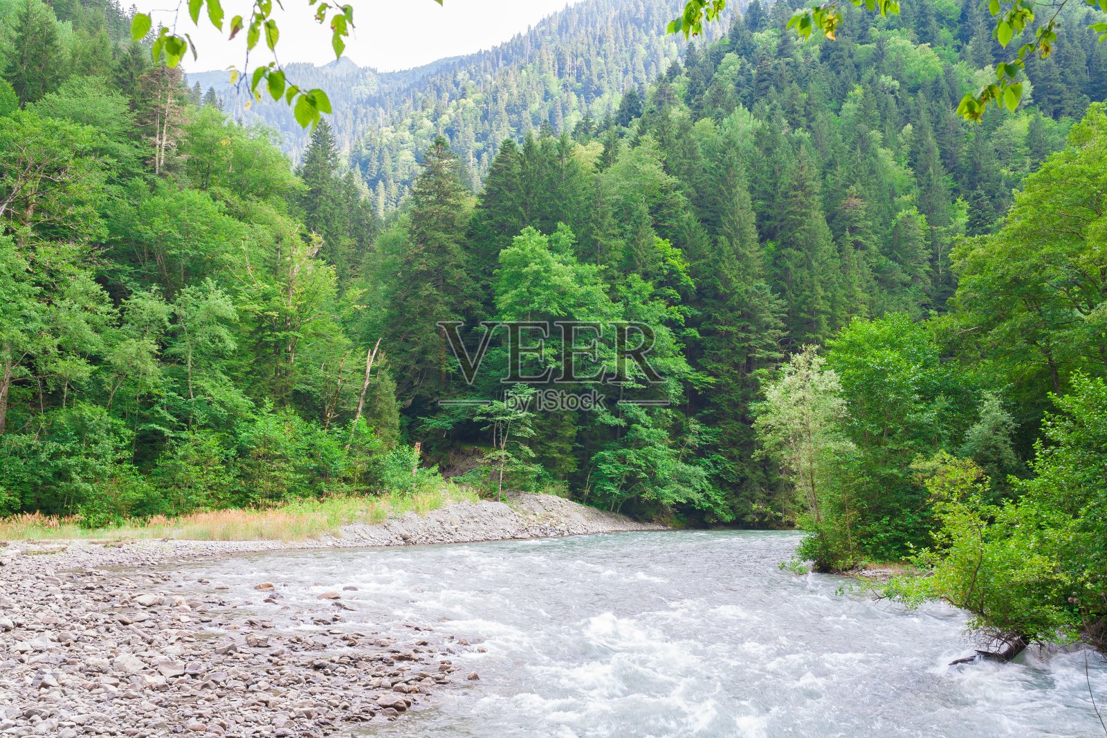山的夏天。的一天。青松林和河照片摄影图片