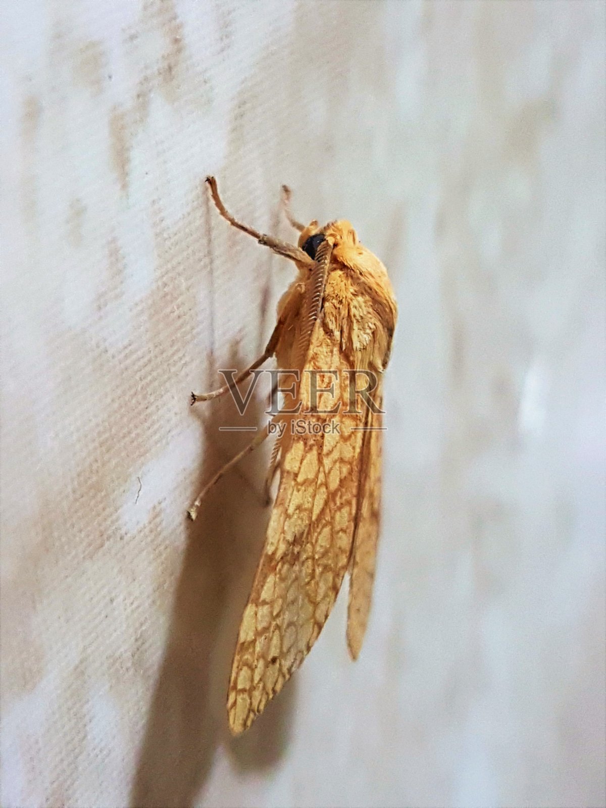 脂翅目棕色小蝴蝶照片摄影图片