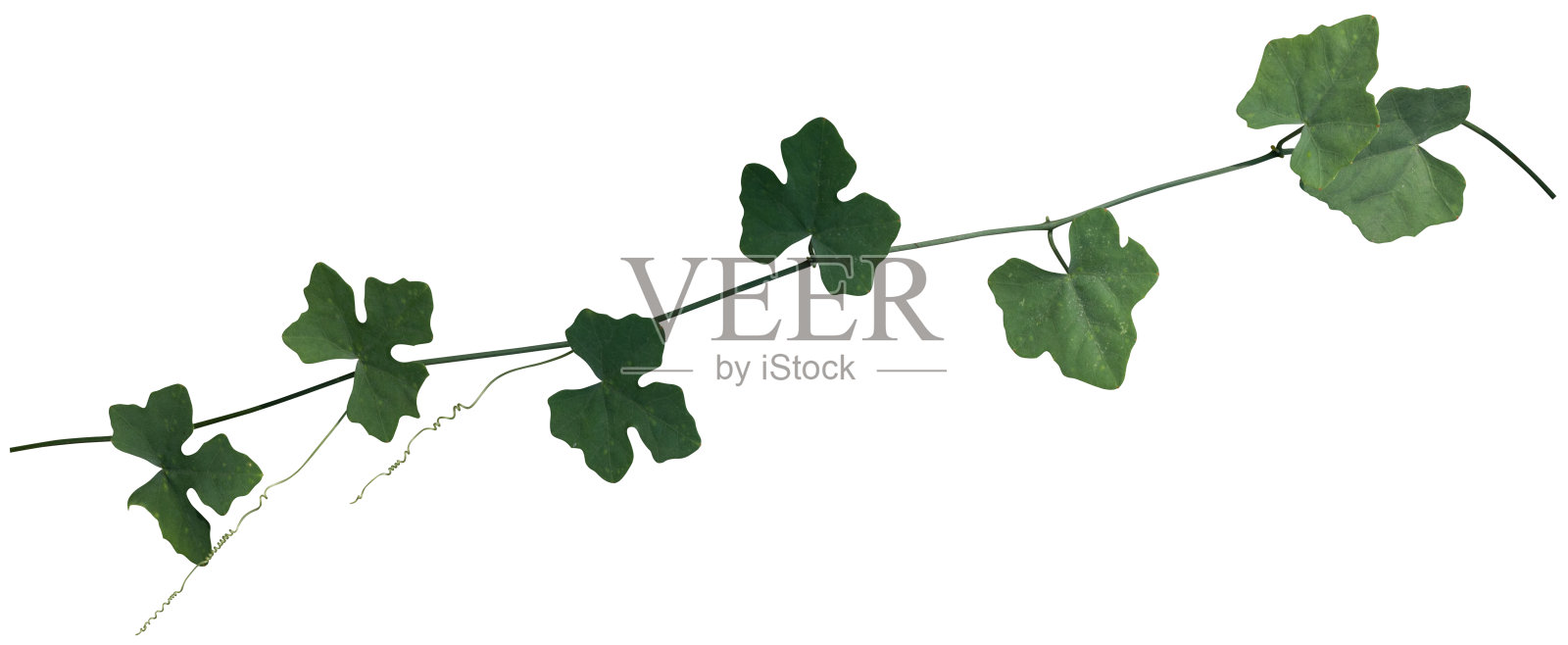 在白色背景上孤立的藤类植物。剪切路径照片摄影图片