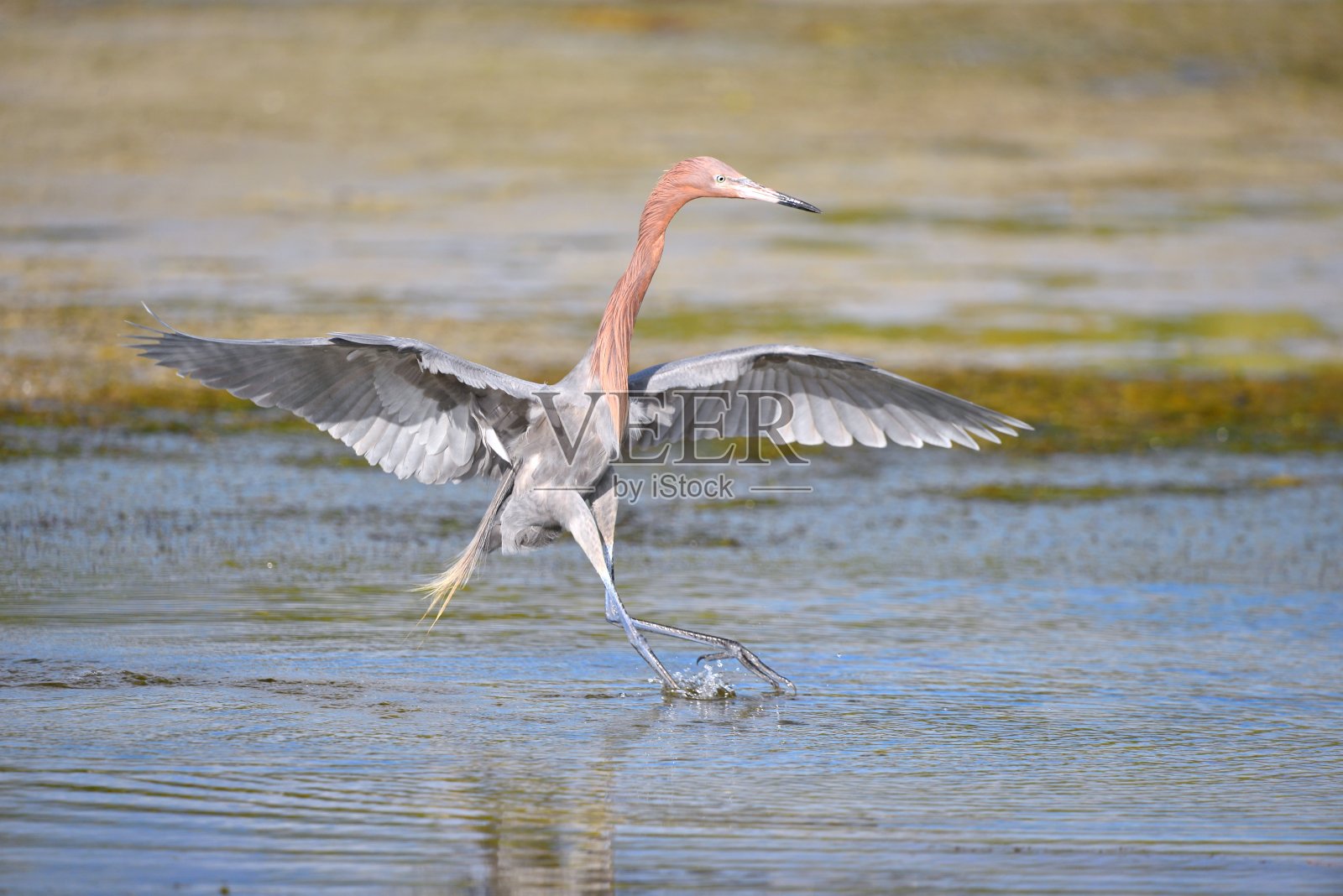 使棕颈鹭的舞蹈照片摄影图片