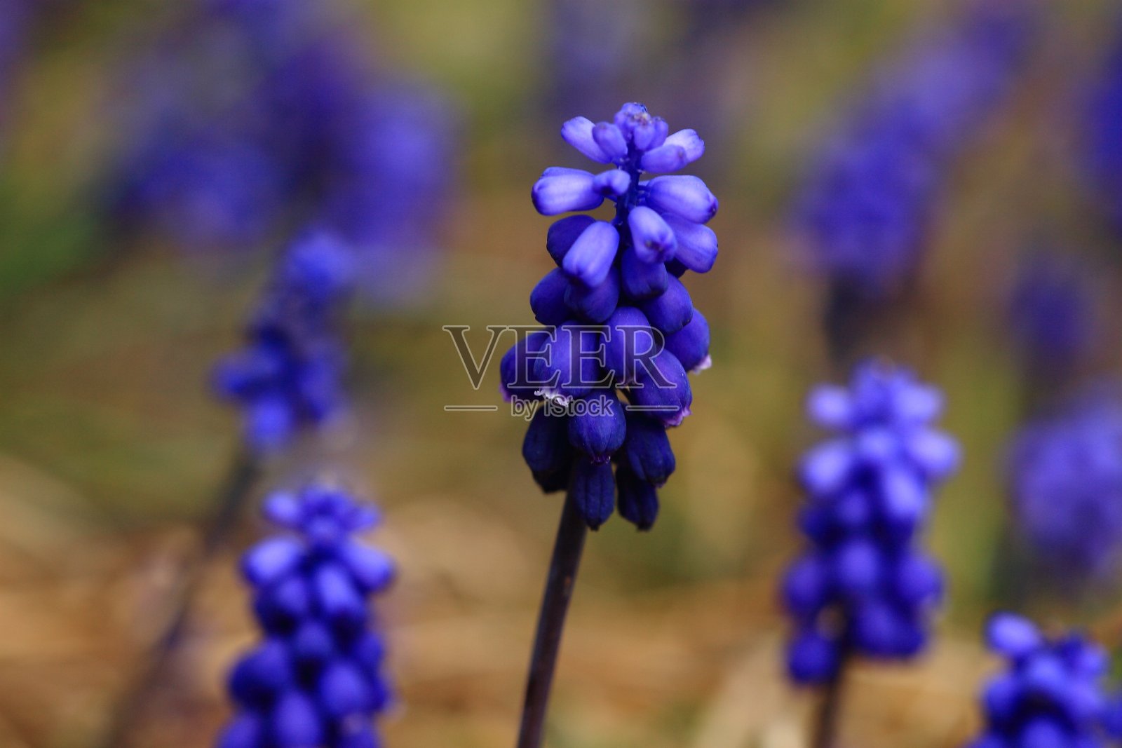 花照片摄影图片