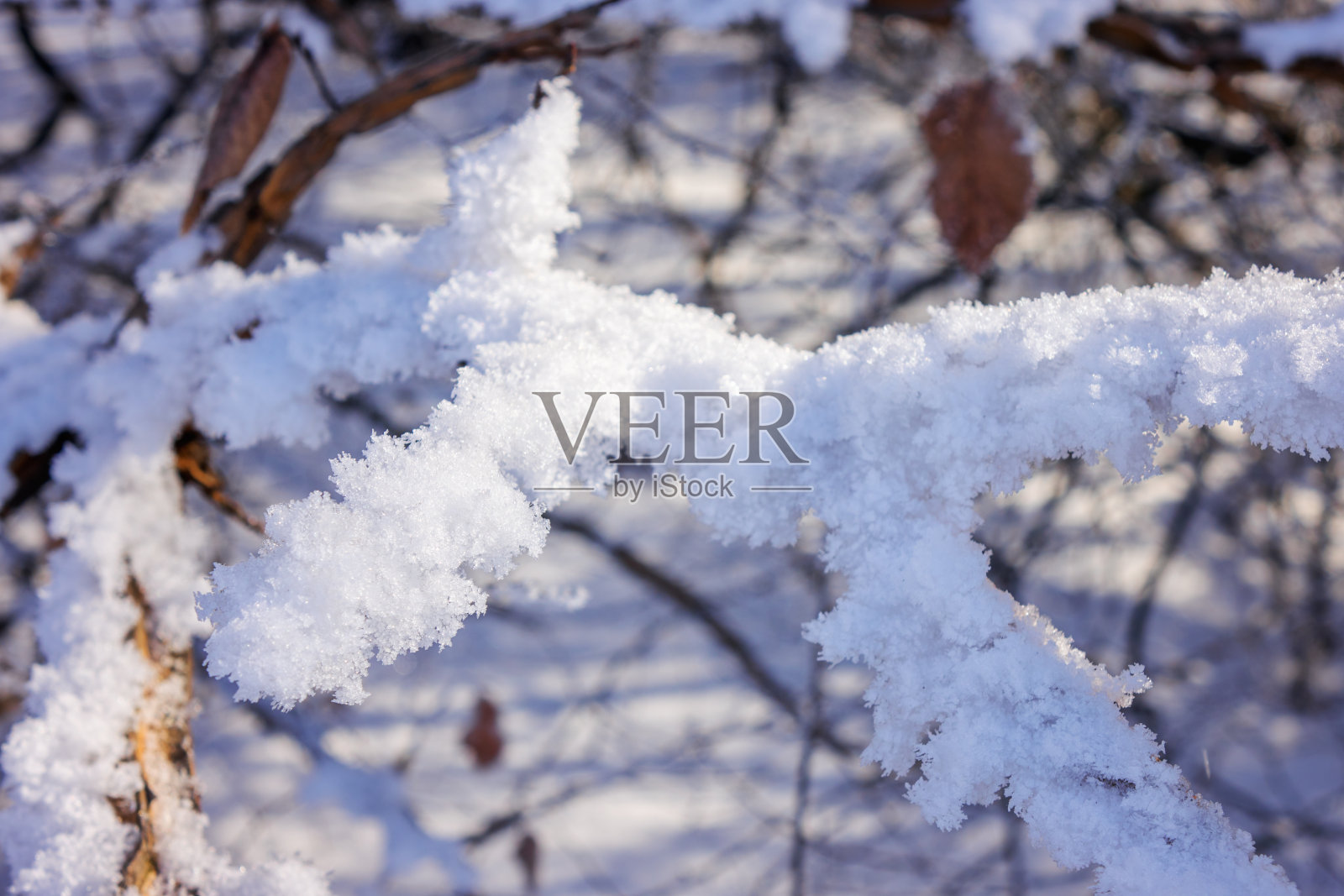 雪下的树照片摄影图片