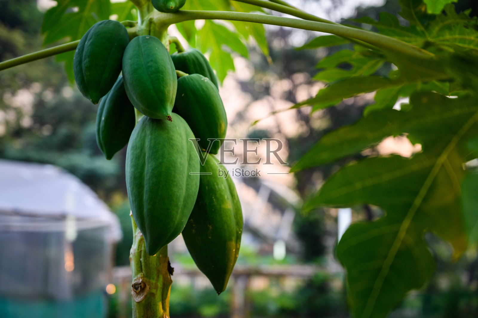 幼小的木瓜在花园木瓜树，植物或果实来自泰国。照片摄影图片