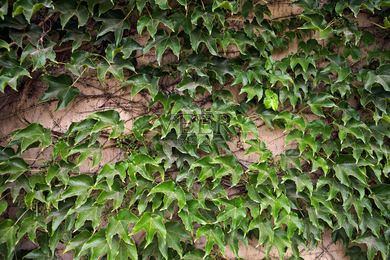 绿叶背景照片摄影图片