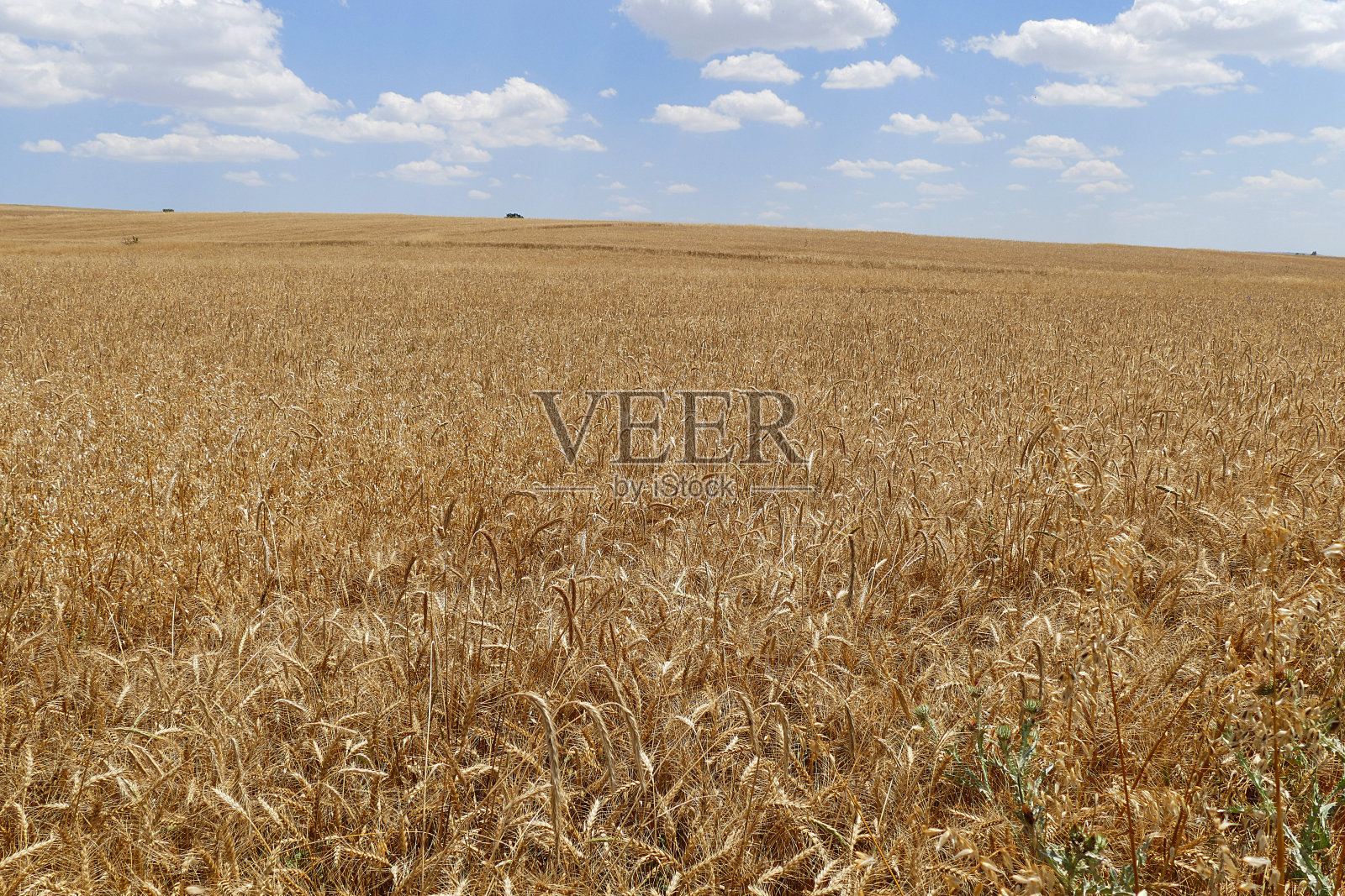 麦田里的一棵干枯的树，照片摄影图片