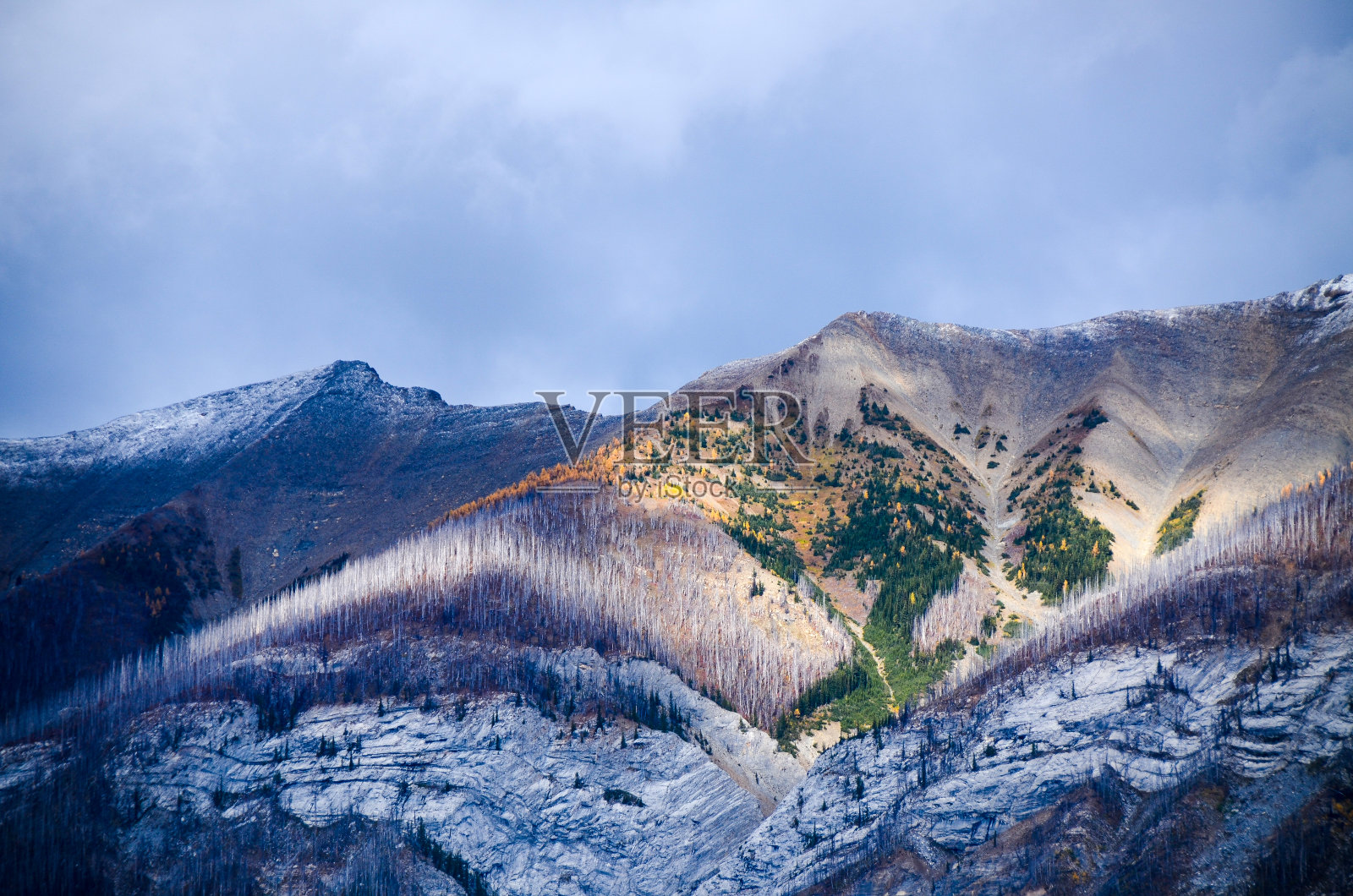 加拿大不列颠哥伦比亚省，加拿大落基山脉库特内国家公园，森林火灾现场的秋叶照片摄影图片