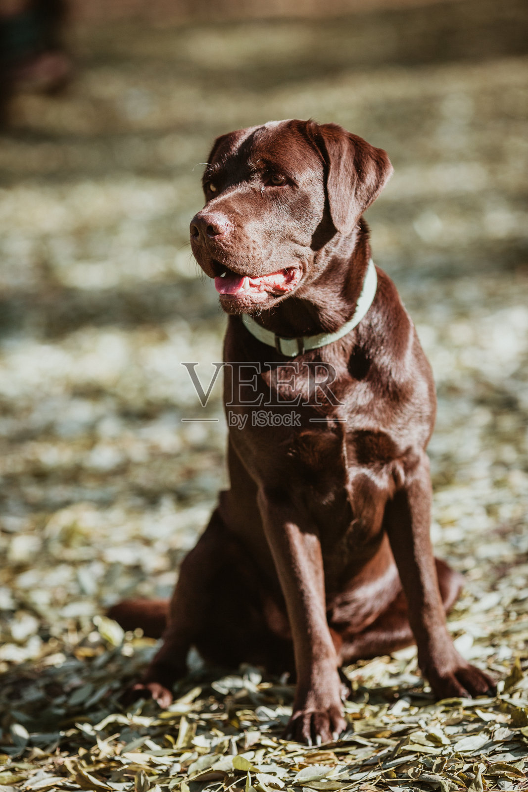 美丽的棕色拉布拉多照片摄影图片