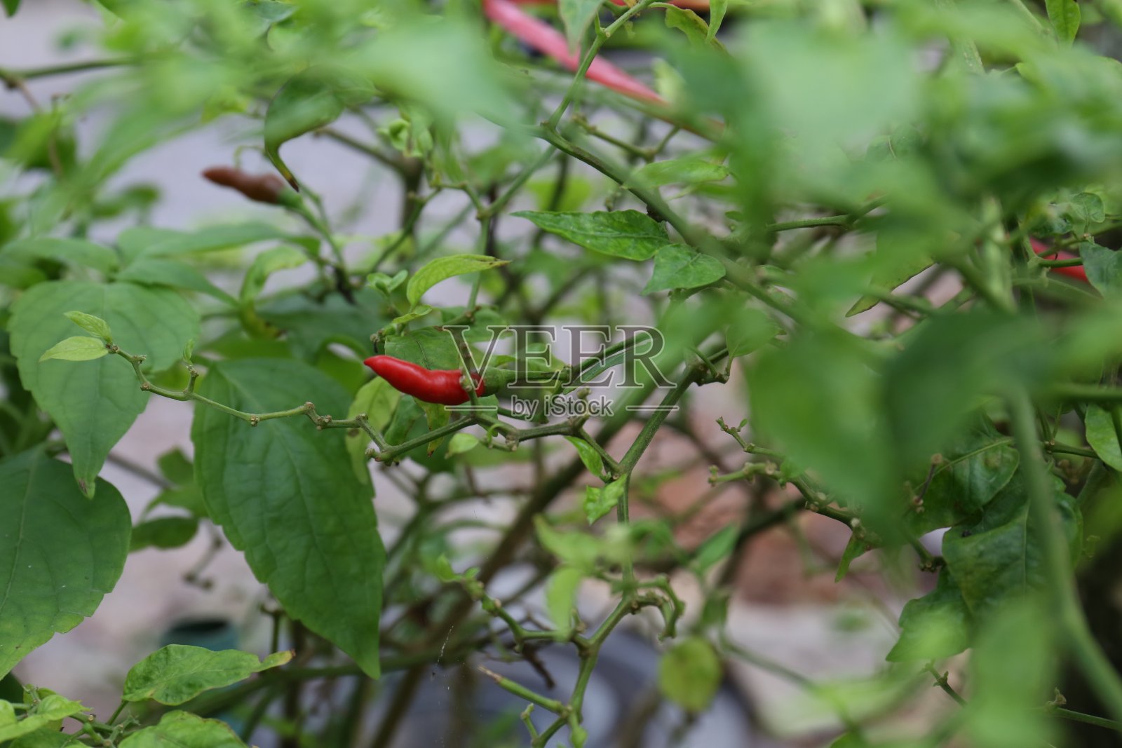 泰国红辣椒照片摄影图片