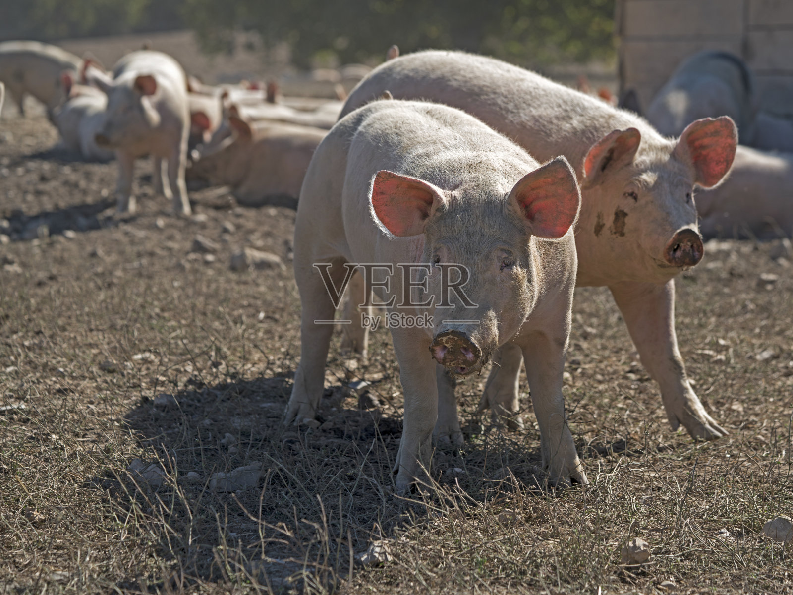 猪照片摄影图片