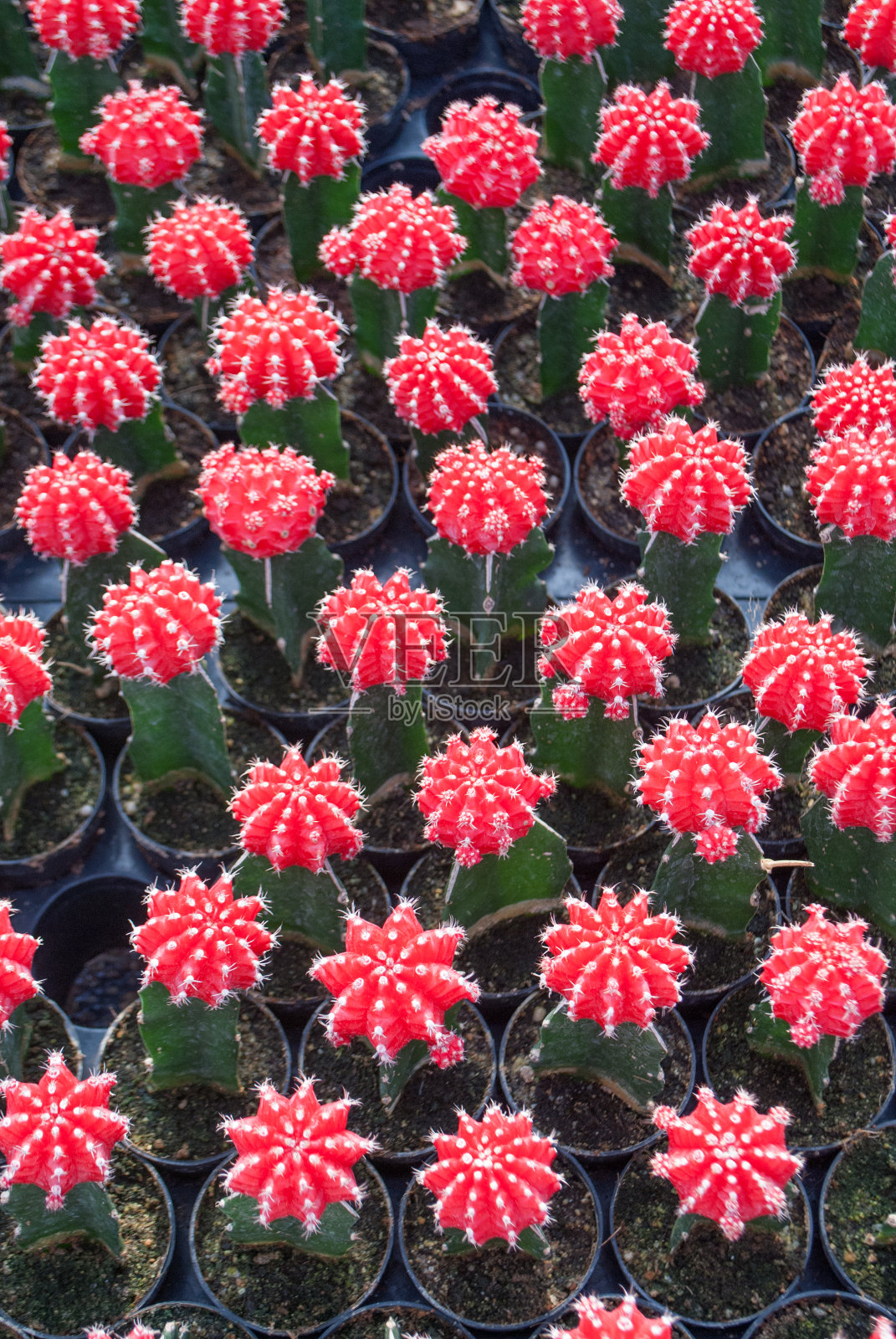 小红仙人掌选择集中在花盆室内种植于农场照片摄影图片