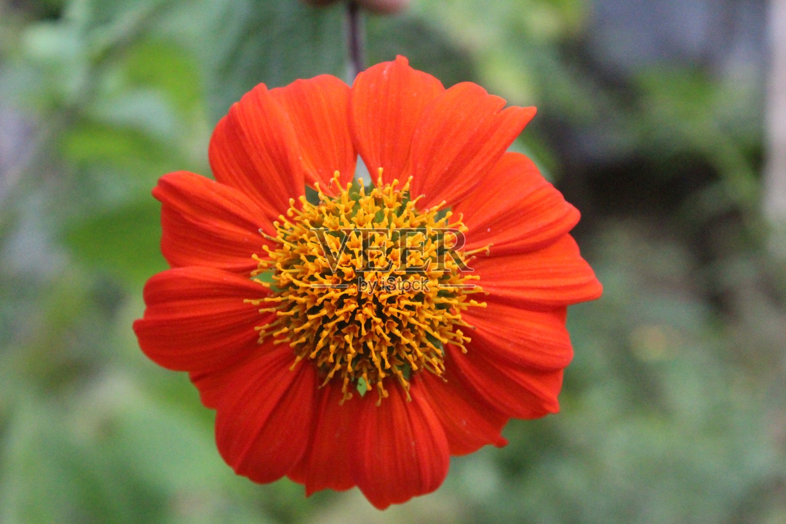红色百日花在正式的花园，复制空间照片摄影图片