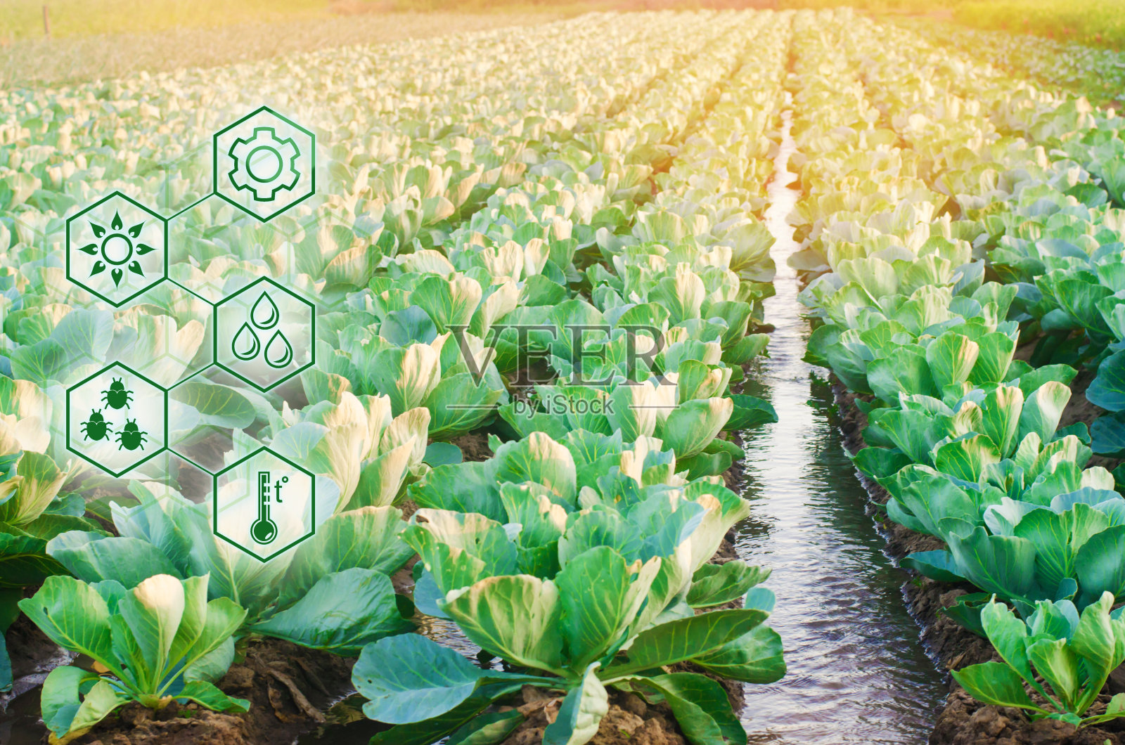 农业的自然浇水。农用工业的高技术和创新。研究土壤和作物的质量。科学研究新方法的开发和品种的选择。照片摄影图片