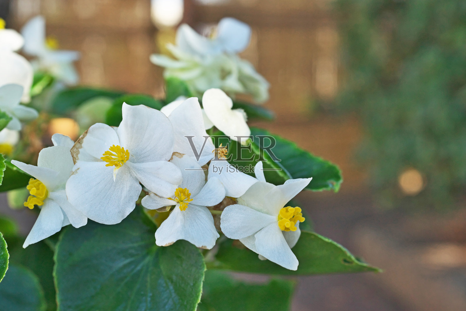 秋海棠属植物照片摄影图片