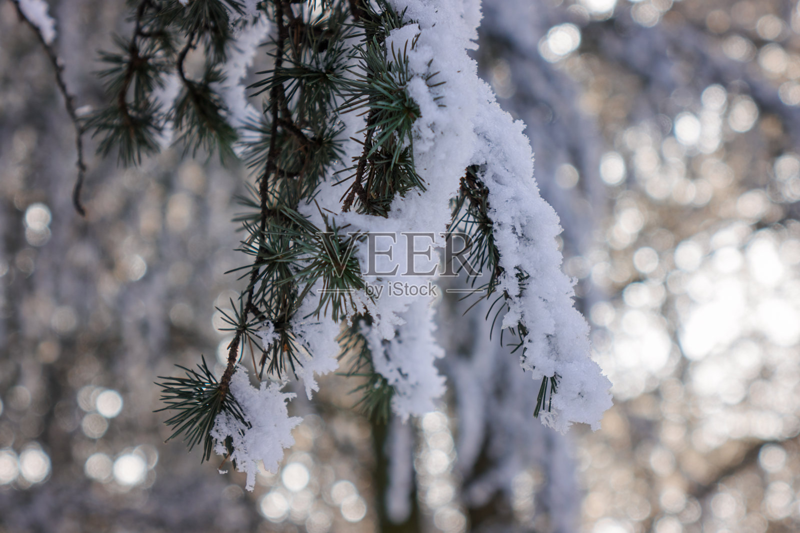 雪下的树照片摄影图片