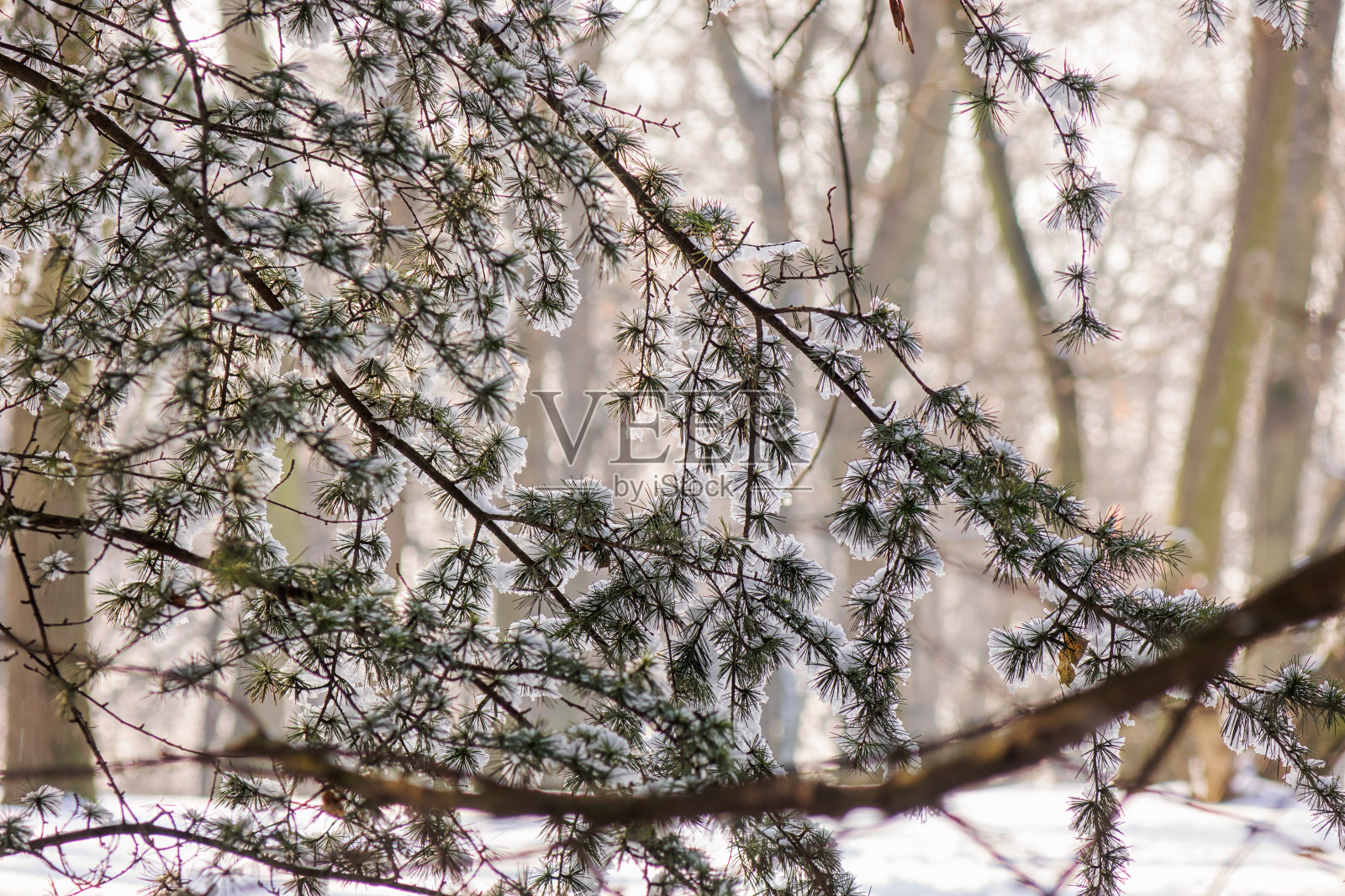 雪下的嫩枝照片摄影图片