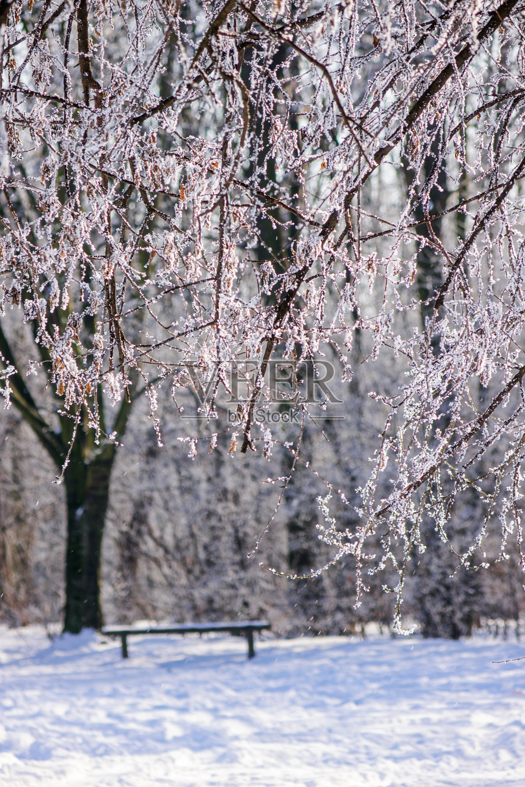 雪下的树照片摄影图片