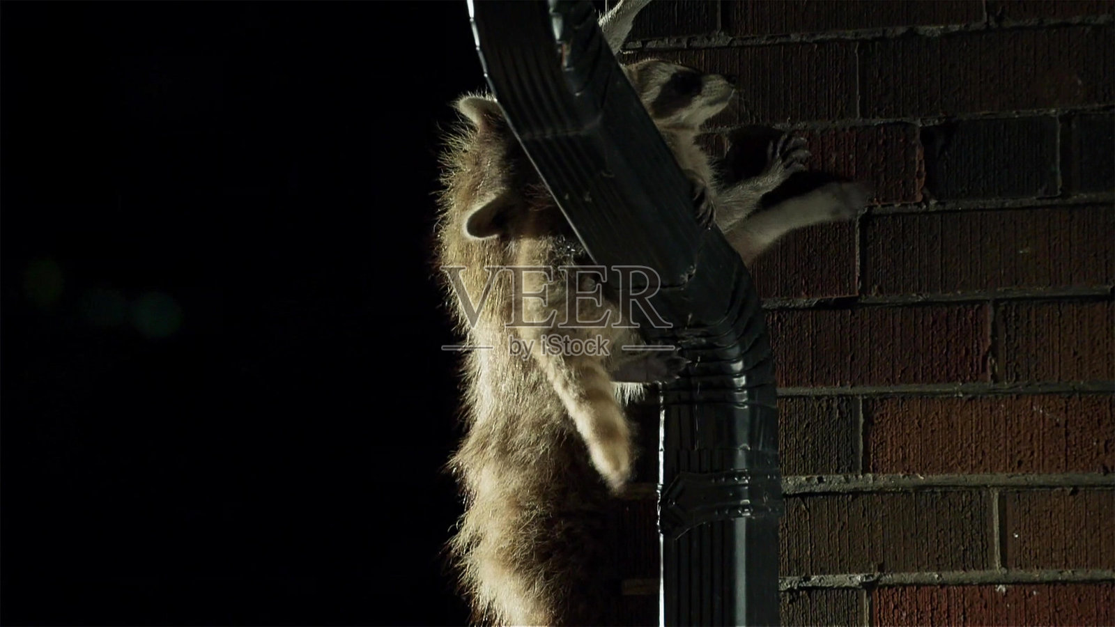 城市里的浣熊是机会主义者，它们渴望探索新的环境，多伦多的春天。美国。照片摄影图片