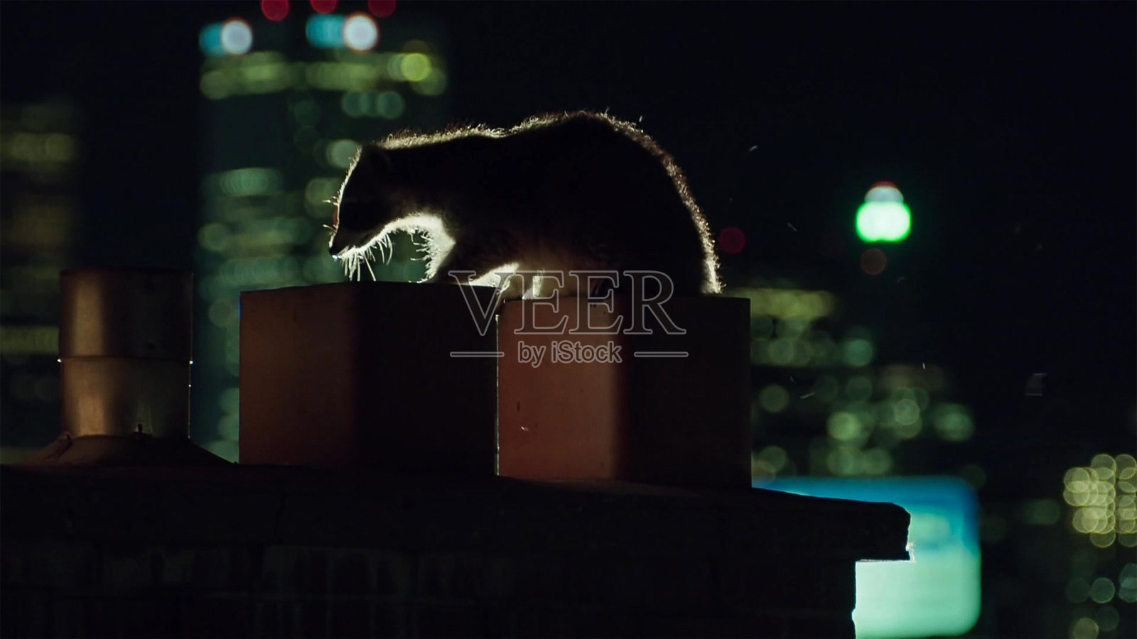 城市里的浣熊是机会主义者，它们渴望探索新的环境，多伦多的春天。美国。照片摄影图片