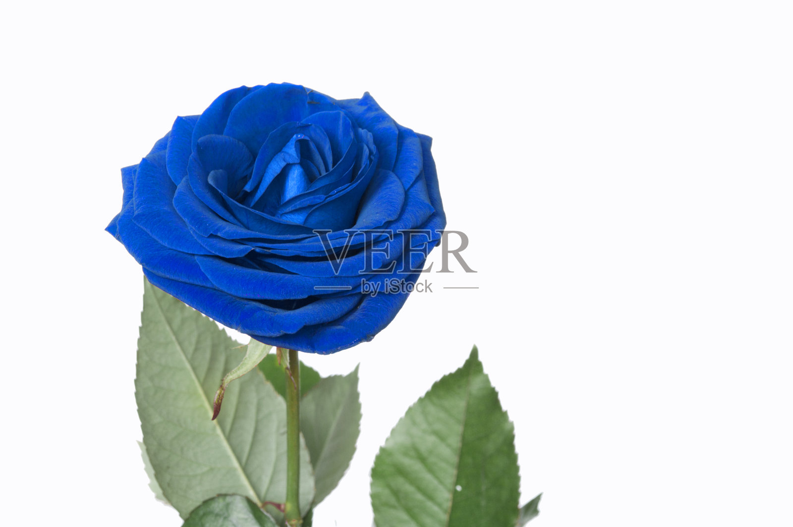 蓝色玫瑰在白色背景孤立照片摄影图片
