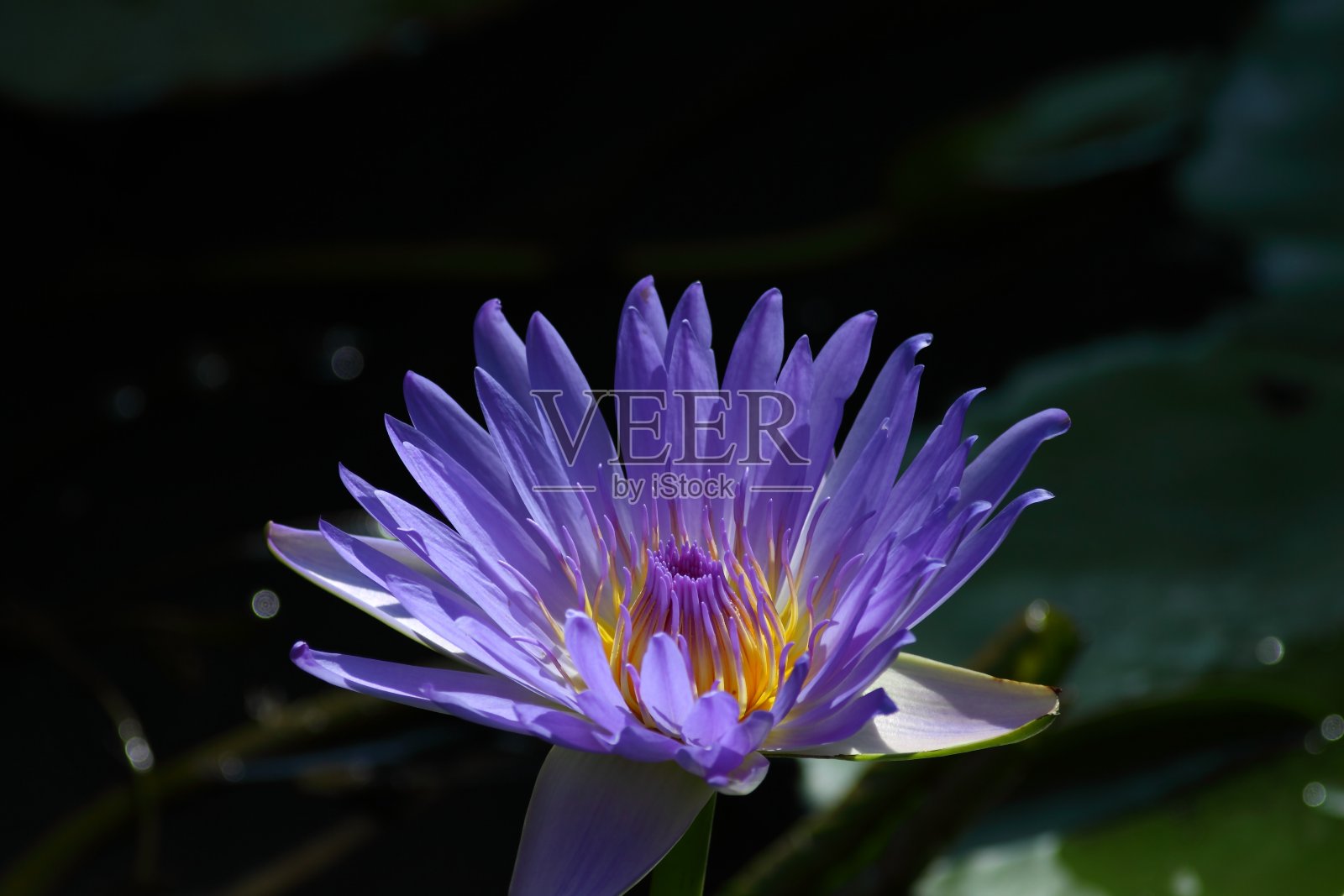 莲花，伟大的莲花王，睡莲照片摄影图片