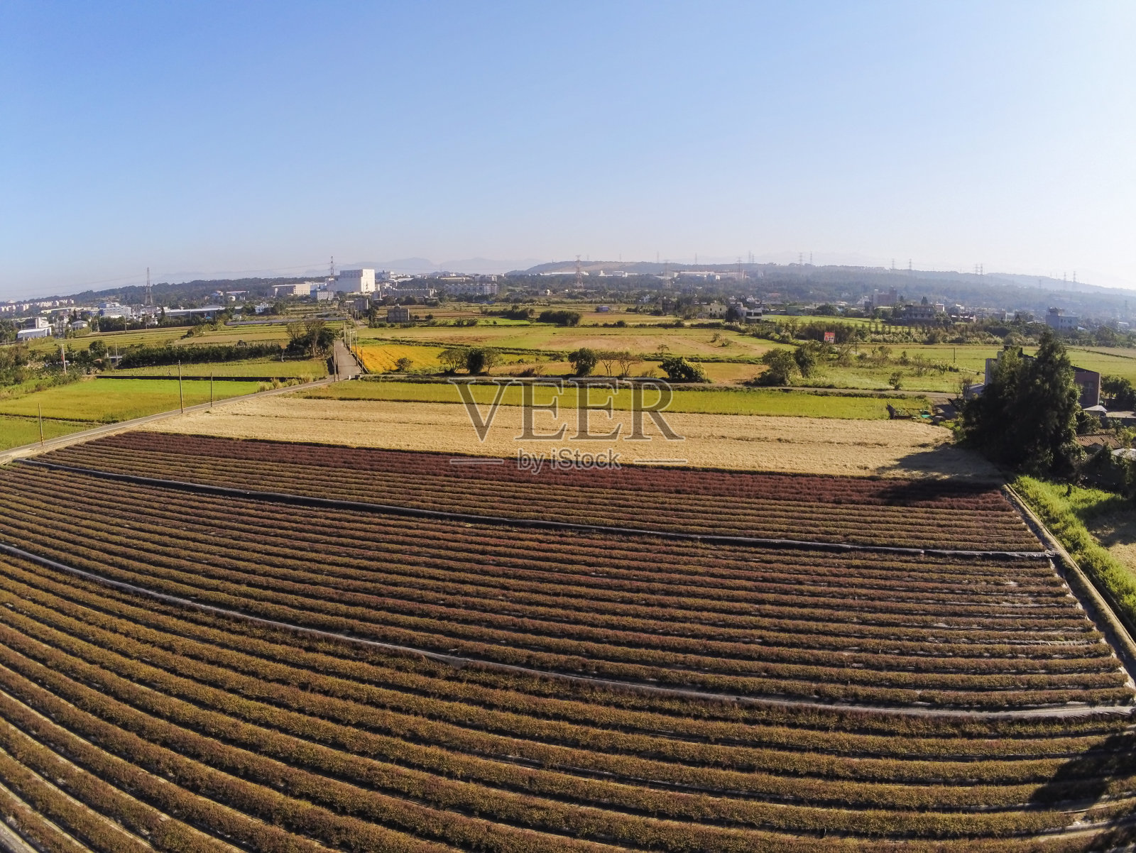台湾桃源12月15日消息:许多人都沉浸在梅花的海洋中照片摄影图片