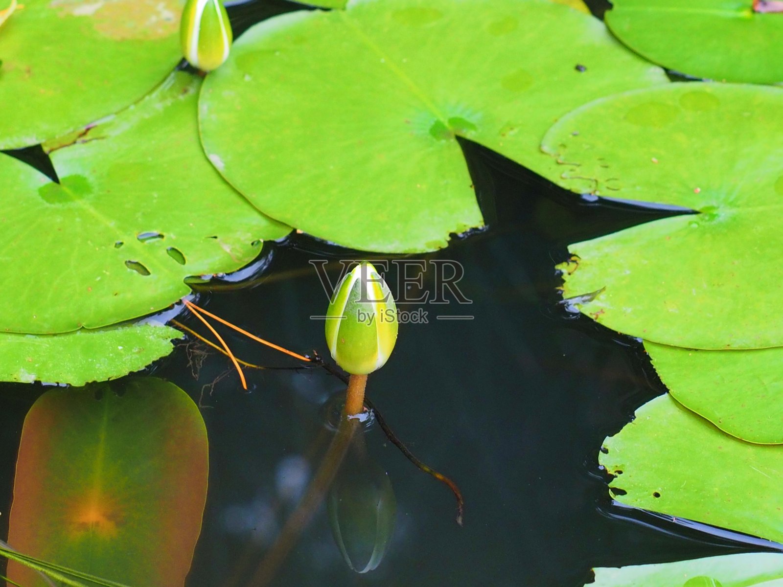 睡莲的花蕾，在日本叫穗仁照片摄影图片