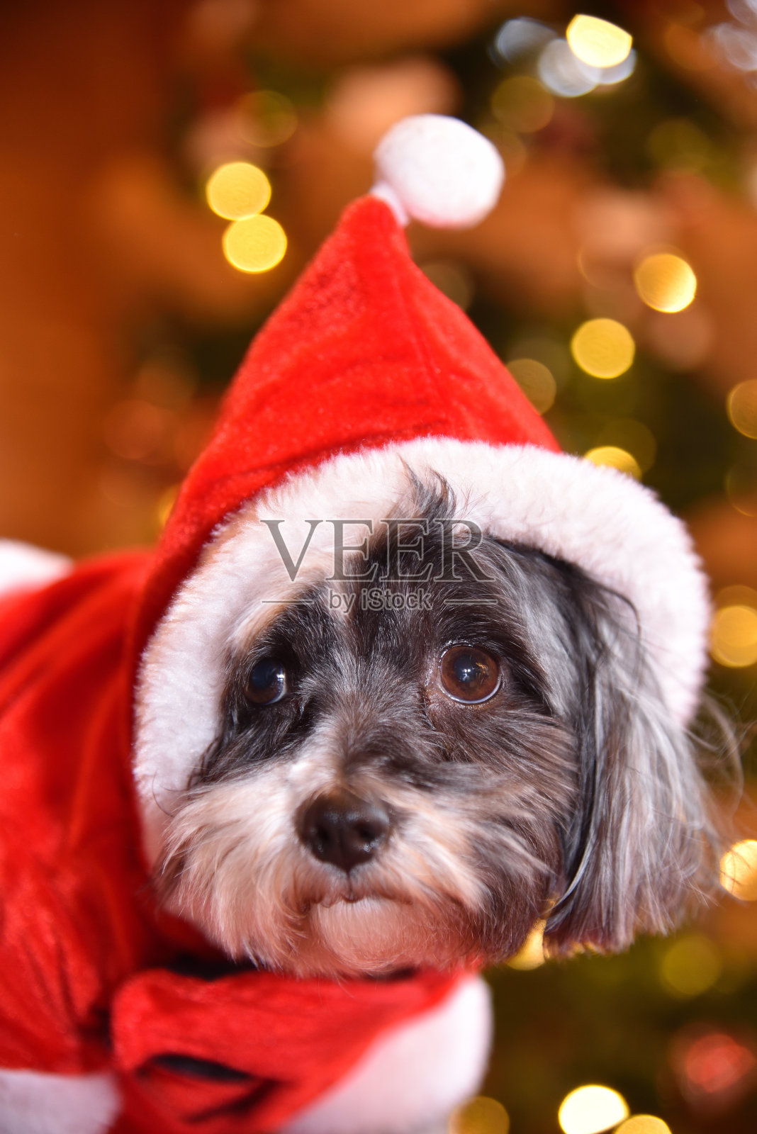 小狗在舒适的小屋里庆祝圣诞节照片摄影图片