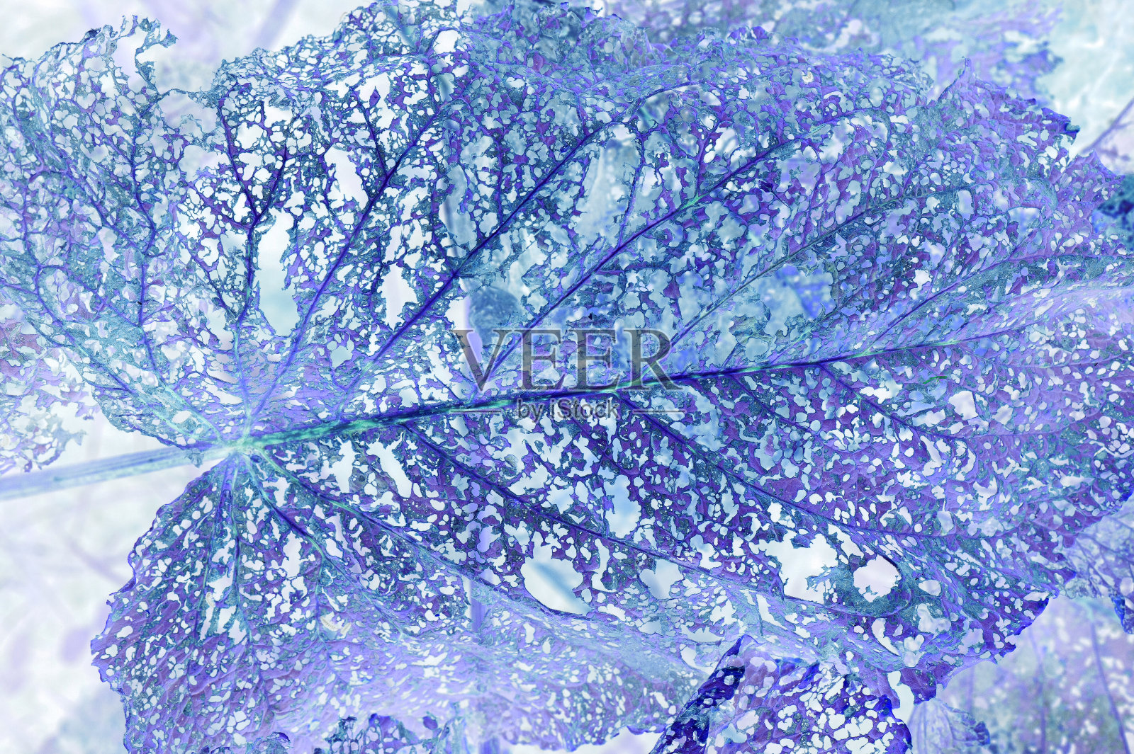 燃烧的蓝色树叶充满了洞作为一个幻想神话般的背景。照片摄影图片