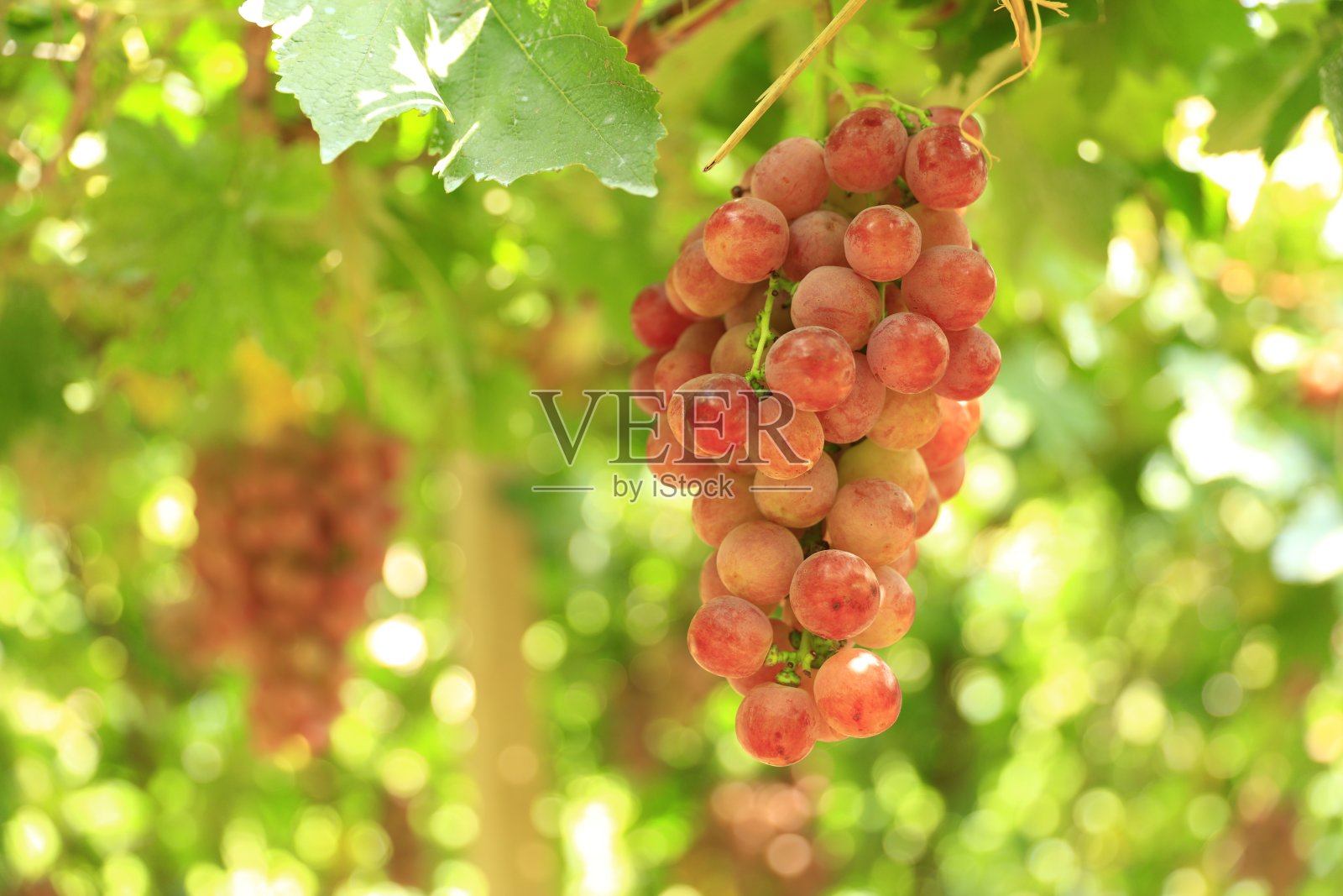 葡萄园在秋日日落收获。照片摄影图片