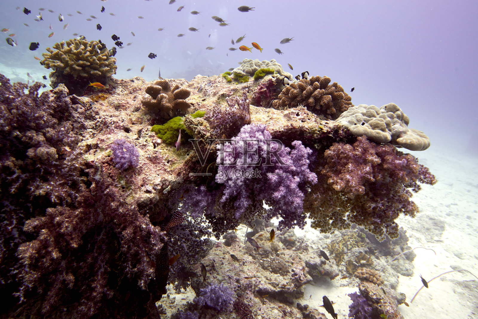 水下照片摄影图片