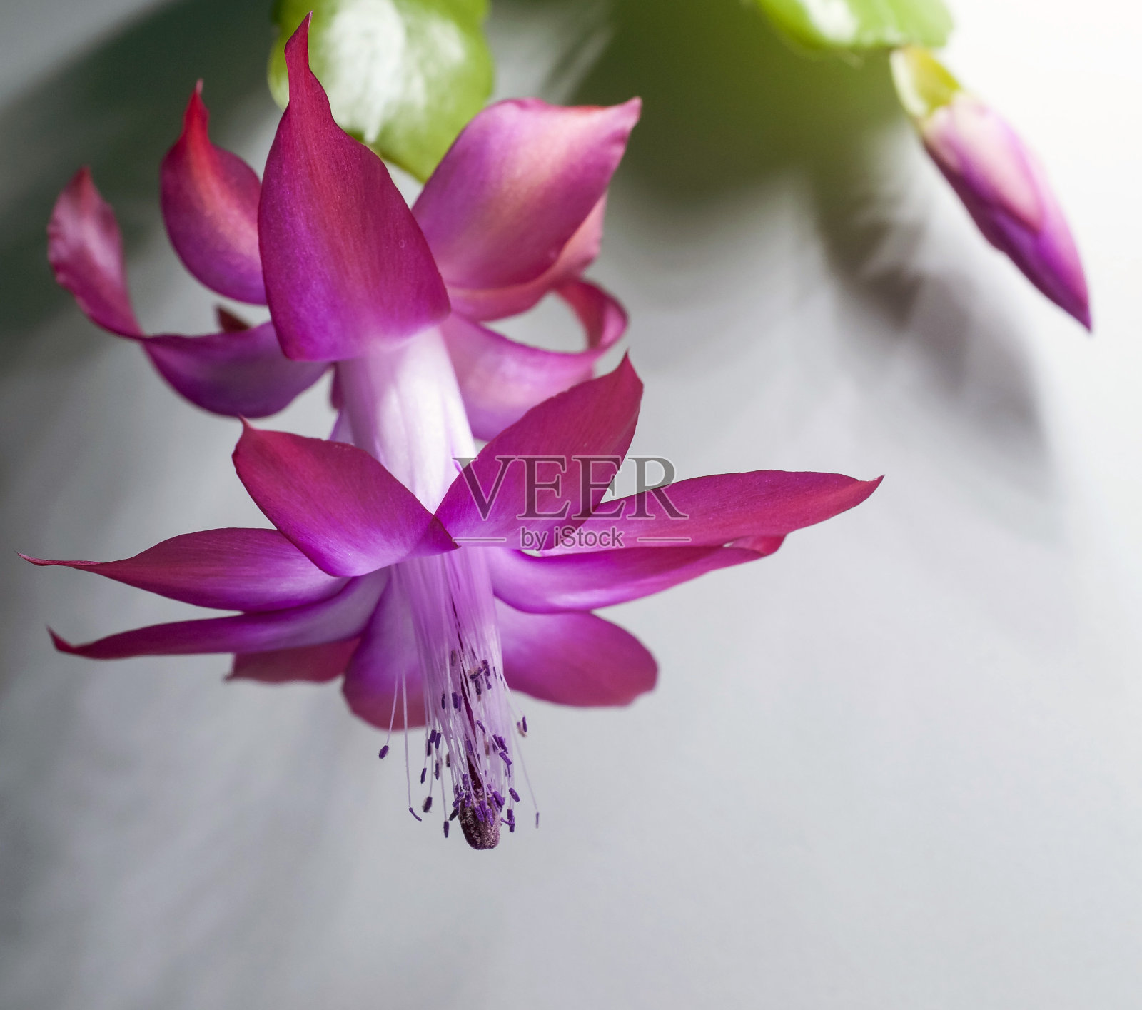 圣诞仙人掌花，拉丁名Schlumbergera，宏照片摄影图片