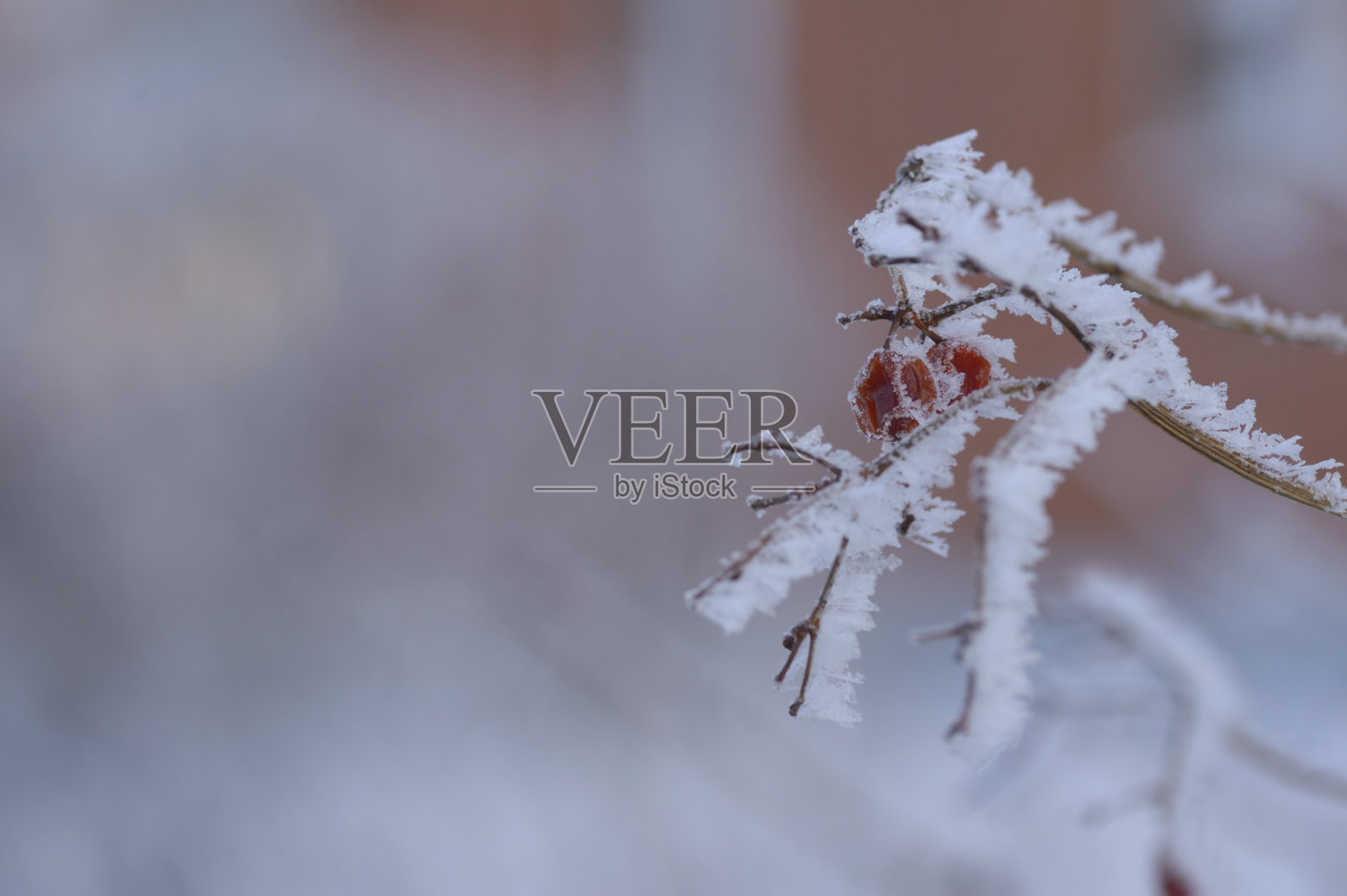 雪中的红色花楸浆果。照片摄影图片