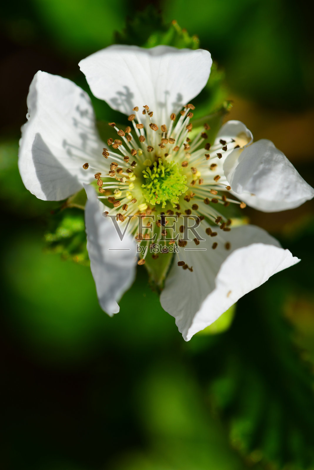 新鲜的黑莓白花宏与清楚的中心细节照片摄影图片